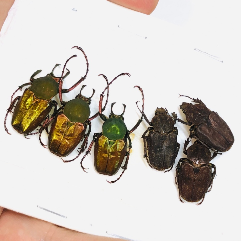 Cetoniidae Philistina tibetana 6pcs A2 from Fugong Yunnan No.6005