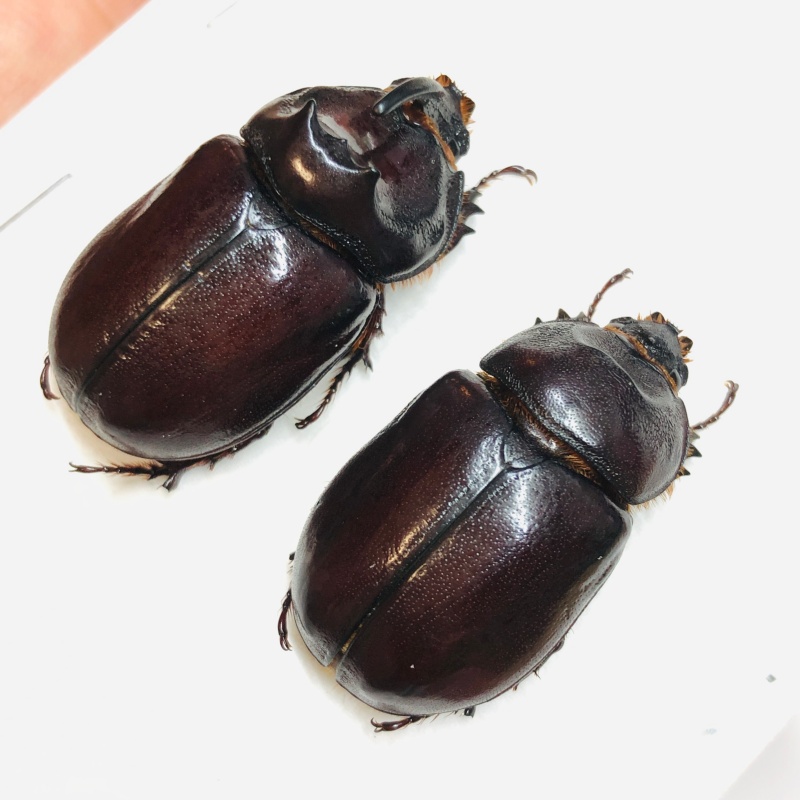 Dynastidae Oryctes nasicornis przevalskii 33mm30mm A1 from Changji Xinjiang No.6010