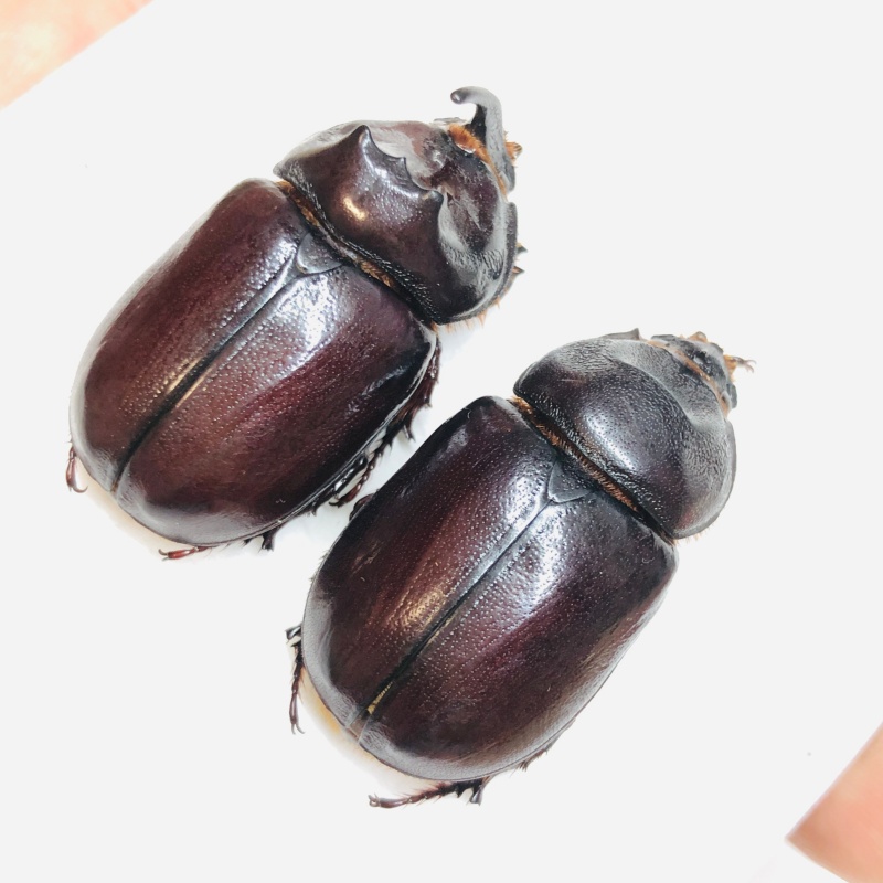 Dynastidae Oryctes nasicornis przevalskii 33mm34mm A1 from Changji Xinjiang No.6013