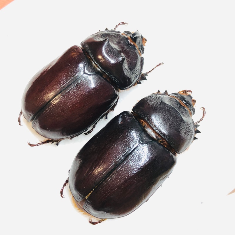Dynastidae Oryctes nasicornis przevalskii 33mm34mm A1 from Changji Xinjiang No.6019