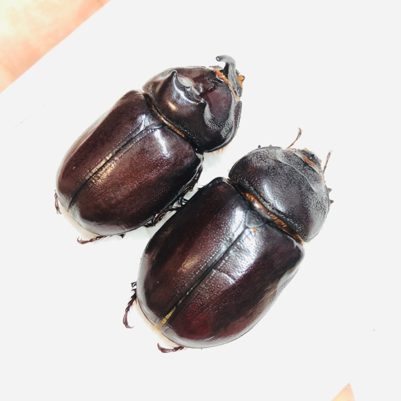 Dynastidae Oryctes nasicornis przevalskii 32mm32mm A1 from Changji Xinjiang No.6025