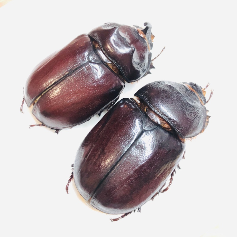 Dynastidae Oryctes nasicornis przevalskii 32mm34mm A1 from Changji Xinjiang No.6022