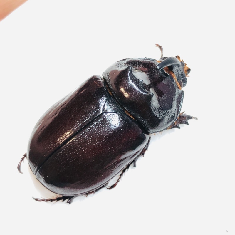 Dynastidae Oryctes nasicornis przevalskii 34mm A2 from Changji Xinjiang No.6036