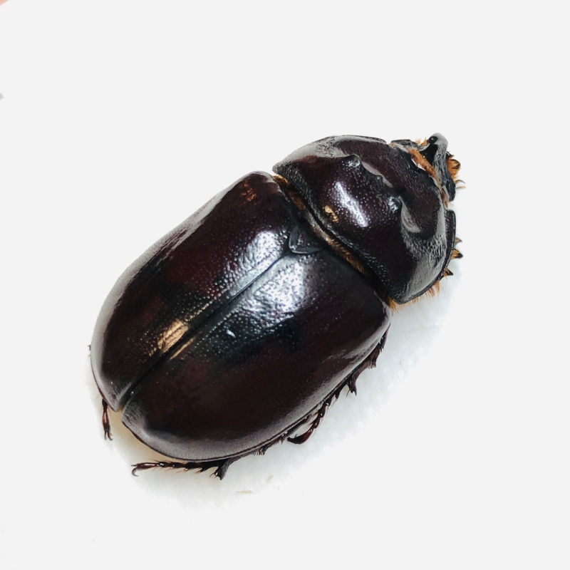 Dynastidae Oryctes nasicornis przevalskii 31mm A1 from Changji Xinjiang No.6034