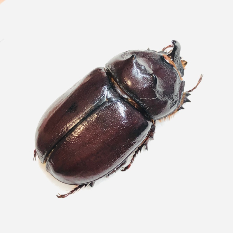 Dynastidae Oryctes nasicornis przevalskii 31mm A1 from Changji Xinjiang No.6030