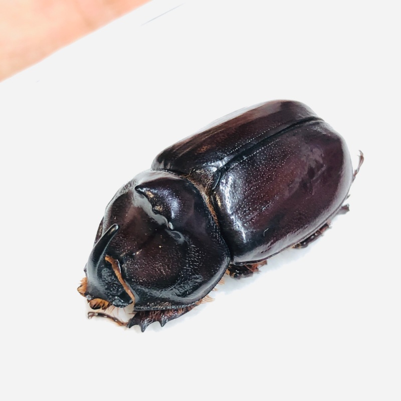 Dynastidae Oryctes nasicornis przevalskii 32mm A1 from Changji Xinjiang No.6028