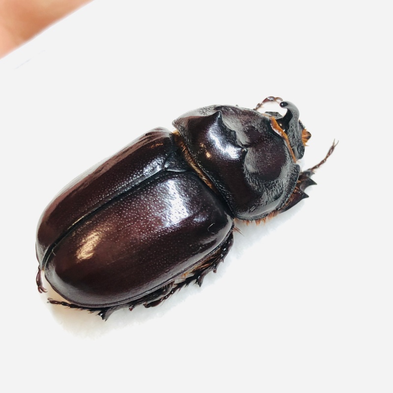 Dynastidae Oryctes nasicornis przevalskii 31mm A1 from Changji Xinjiang No.6032