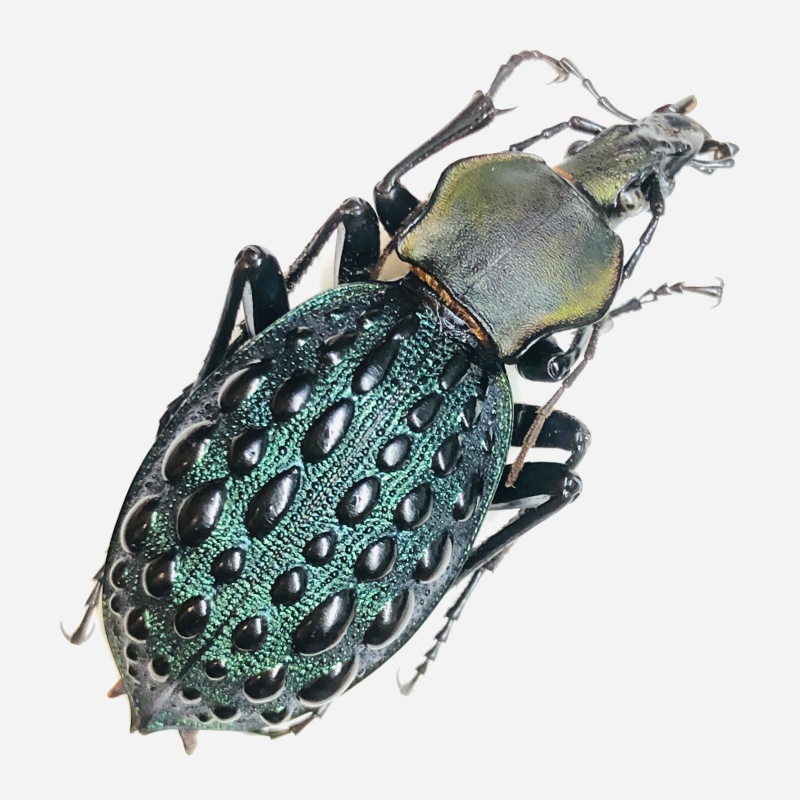 Carabidae Carabus (Coptolabrus) pustulifer ssp 42mm A1 from Longnan Gansu No.6170
