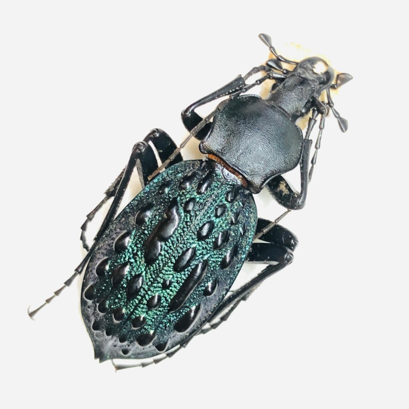 Carabidae Carabus (Coptolabrus) pustulifer ssp 35mm A1 from Longnan Gansu No.6169