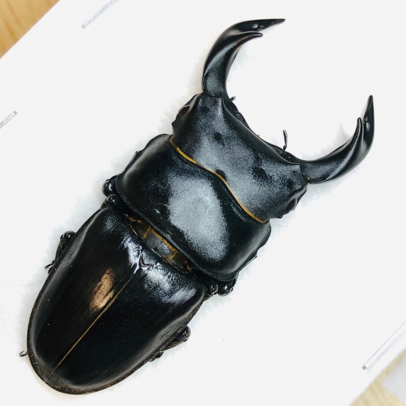 Lucanidae Dorcus hopei A1 59mm from Disneyland Shanghai No.6172