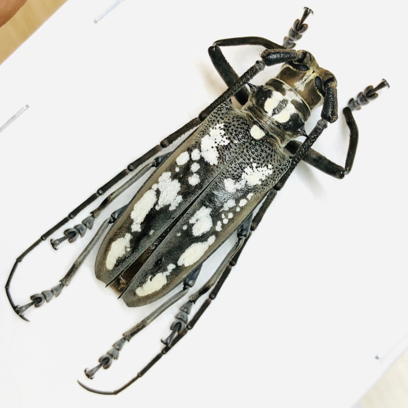 Cerambycidae Batocera horsfieldi 41mm A1 from Disneyland Shanghai No.6174
