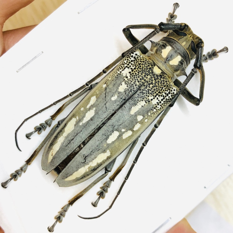Cerambycidae Batocera lineolata 55mm A1 from Disneyland Shanghai No.5838