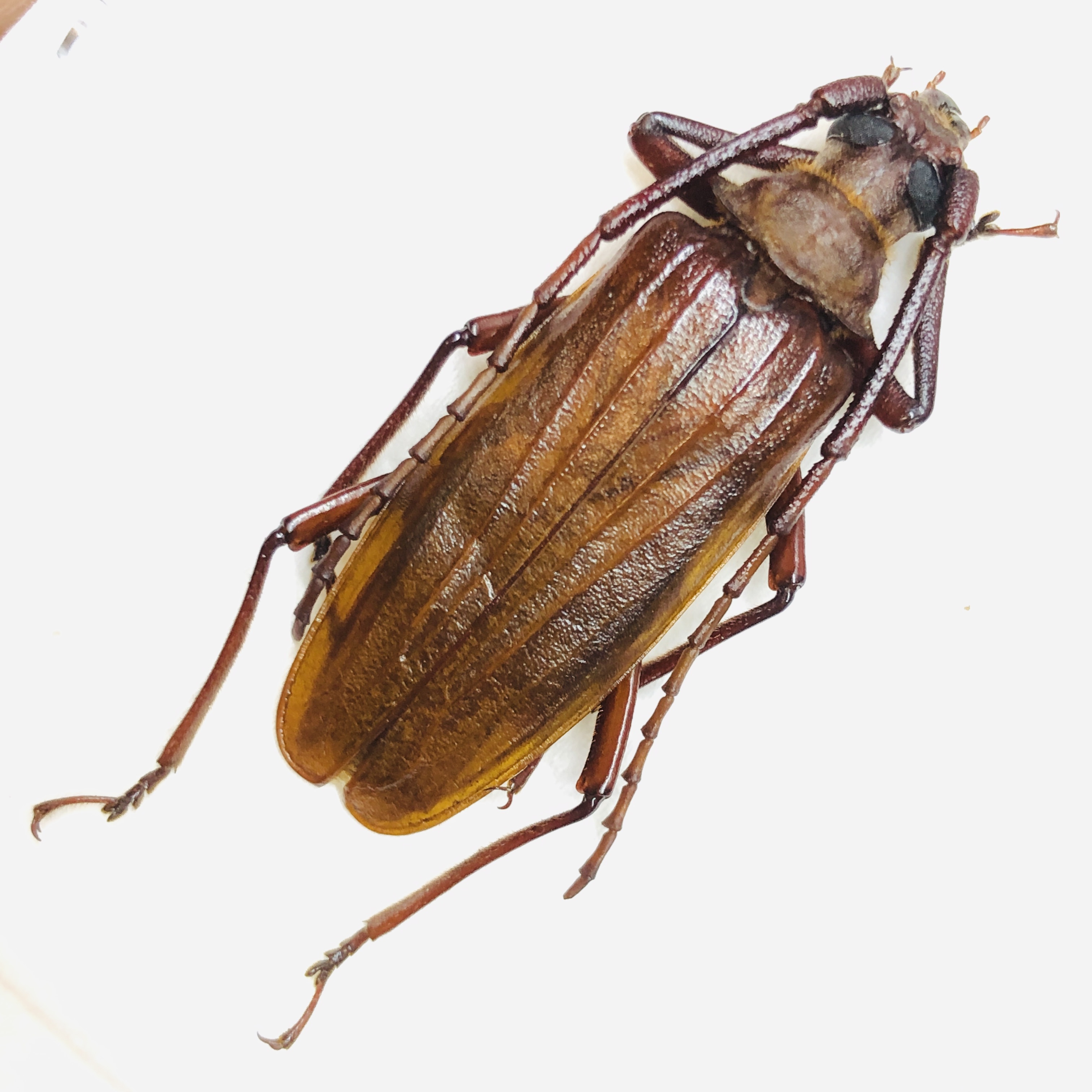 Cerambycidae Prioninae sp 39mm A1 from Yingjiang Yunnan No.6185