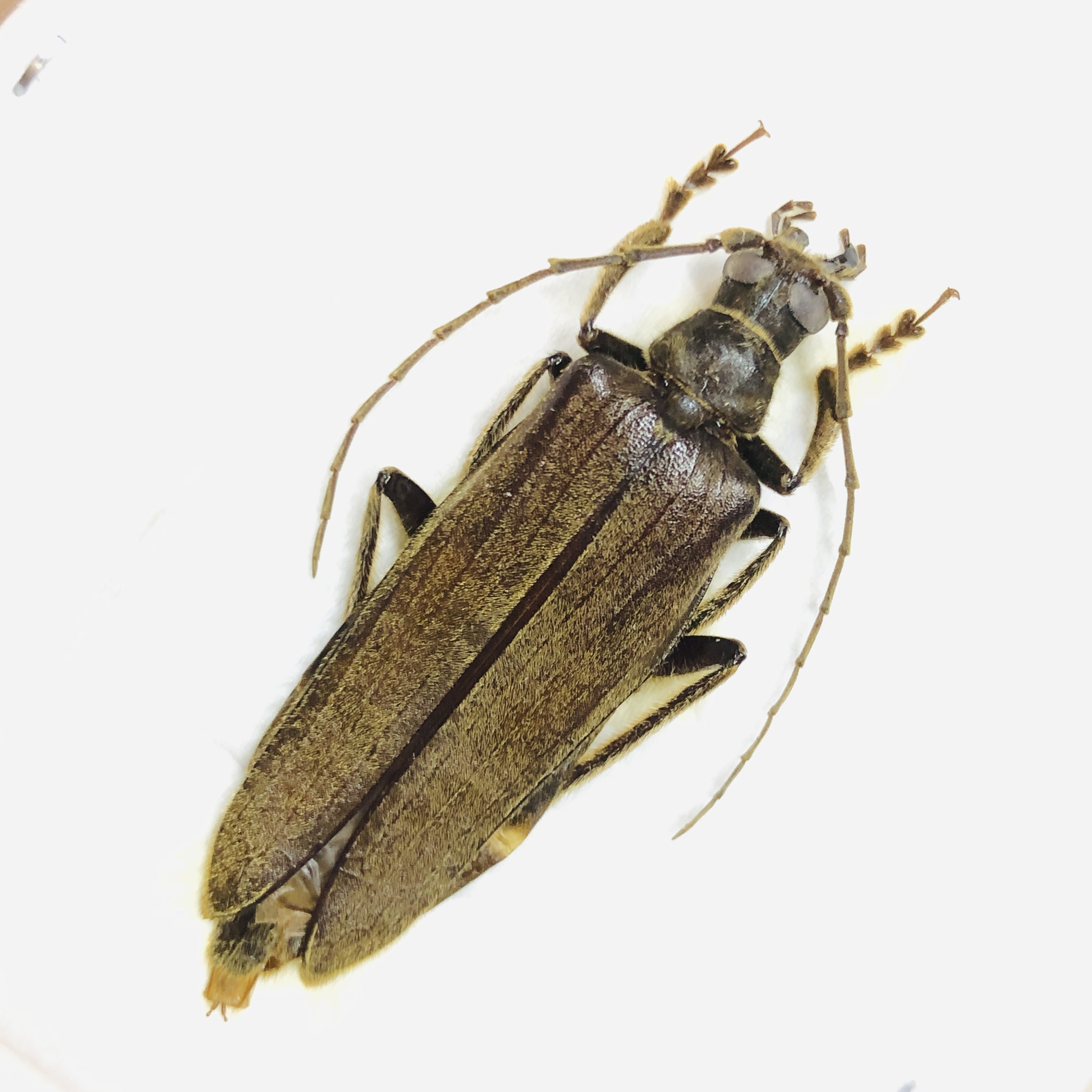 Cerambycidae sp 39mm A1 from Yingjiang Yunnan No.6184