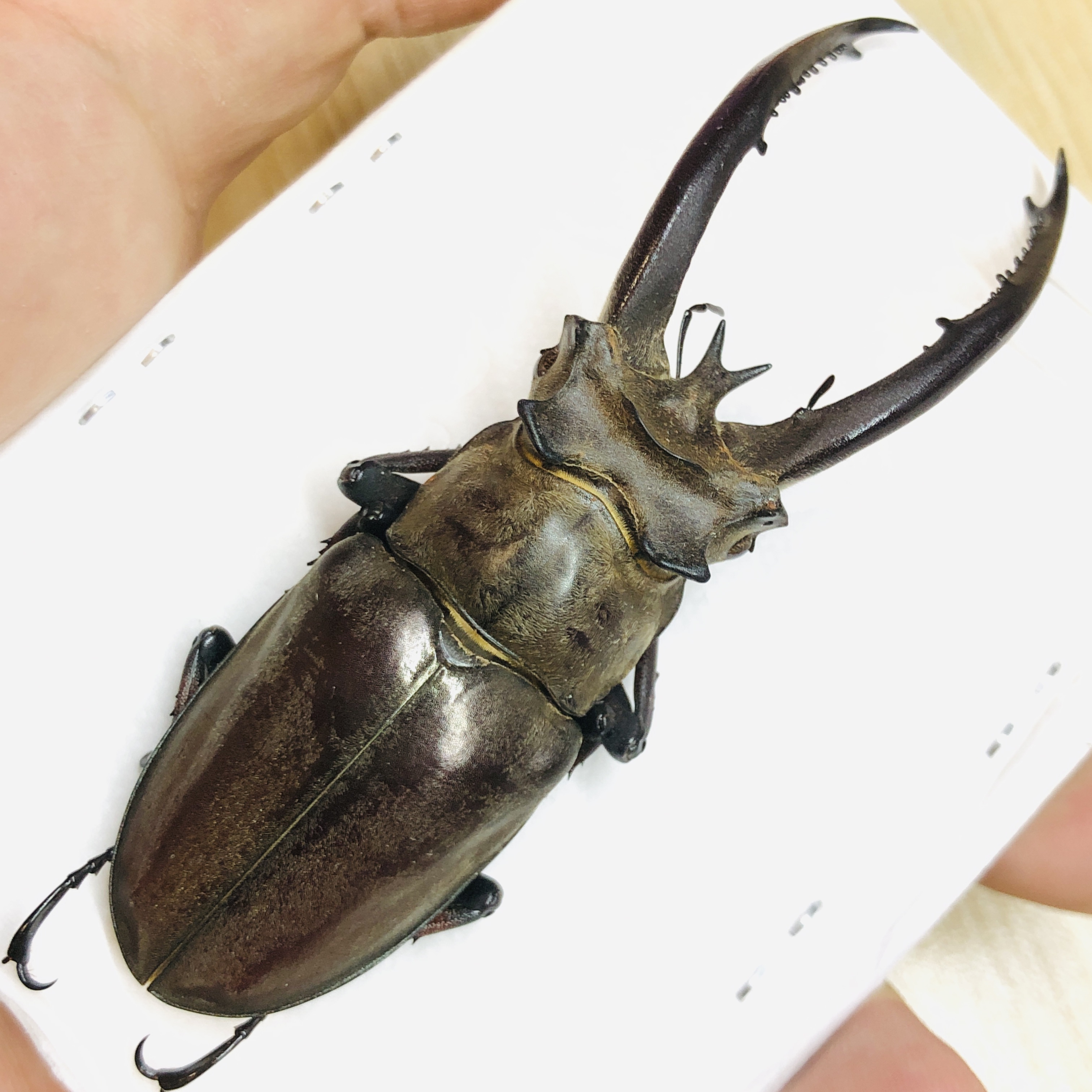 Lucanidae Lucanus planeti 87mm A1 from Honghe Yunnan No.6193