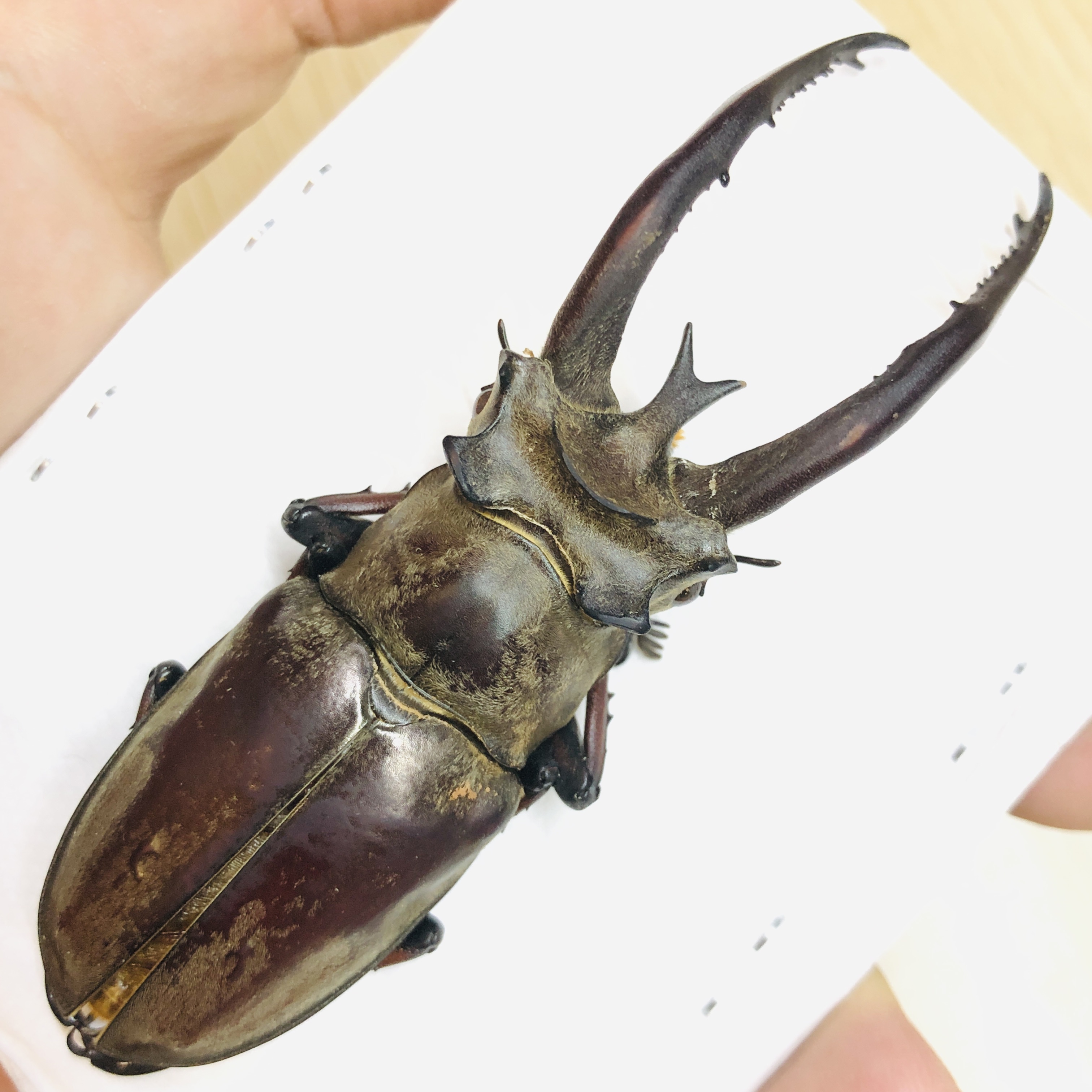 Lucanidae Lucanus planeti 87mm A1 from Honghe Yunnan No.6195