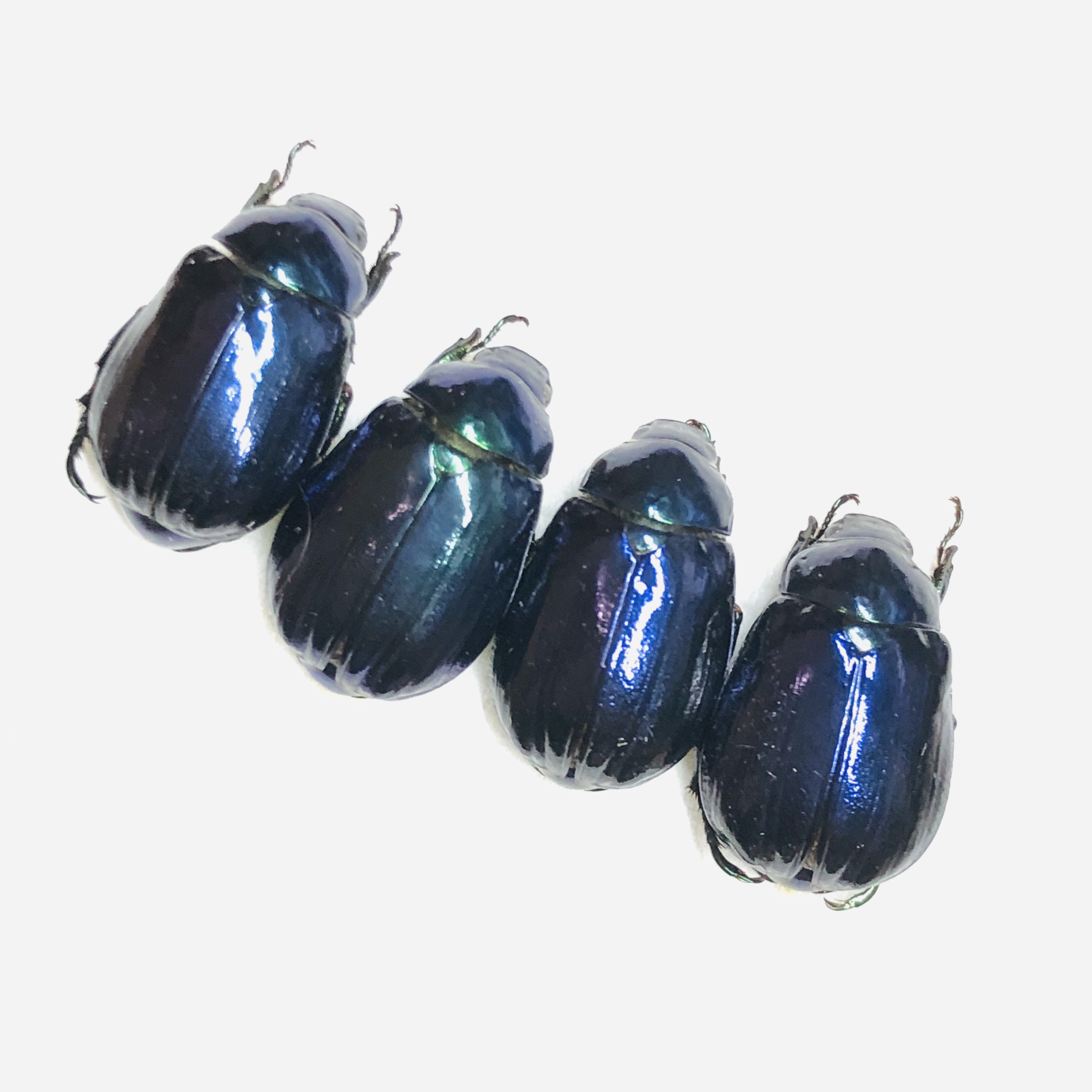 wholesale Rutelidae Mimela lingpingi 8pcs for 1 set from Puer Yunnan