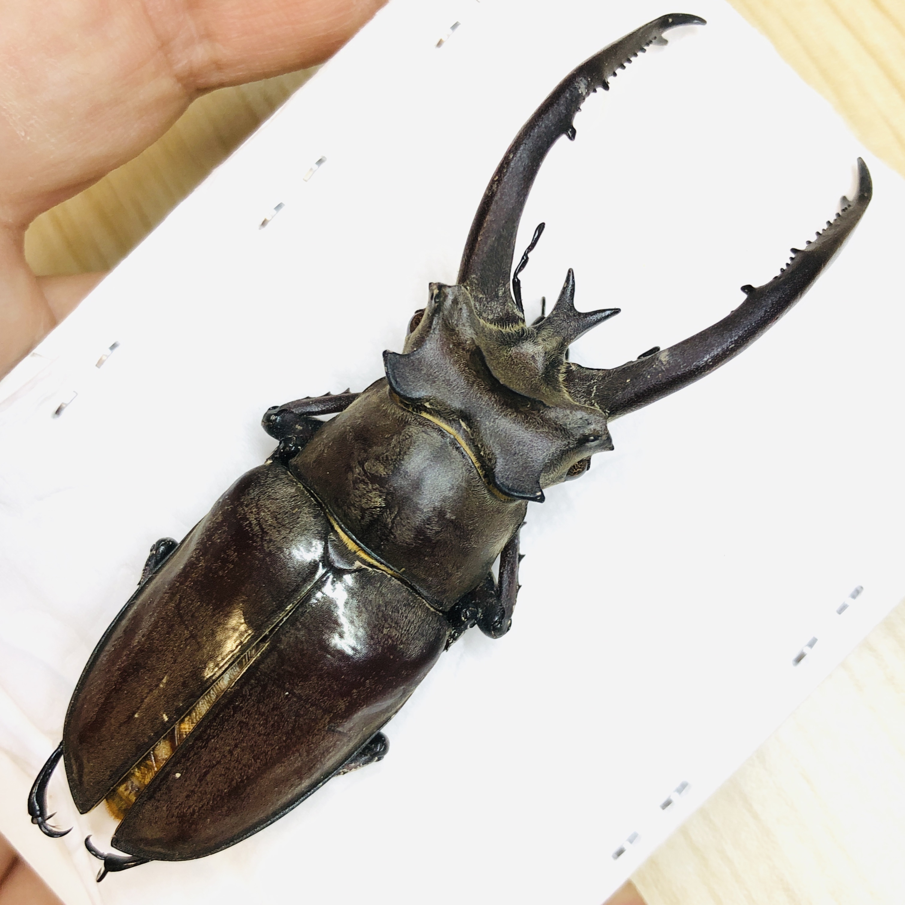Lucanidae Lucanus planeti 84mm A1 from Honghe Yunnan No.6206