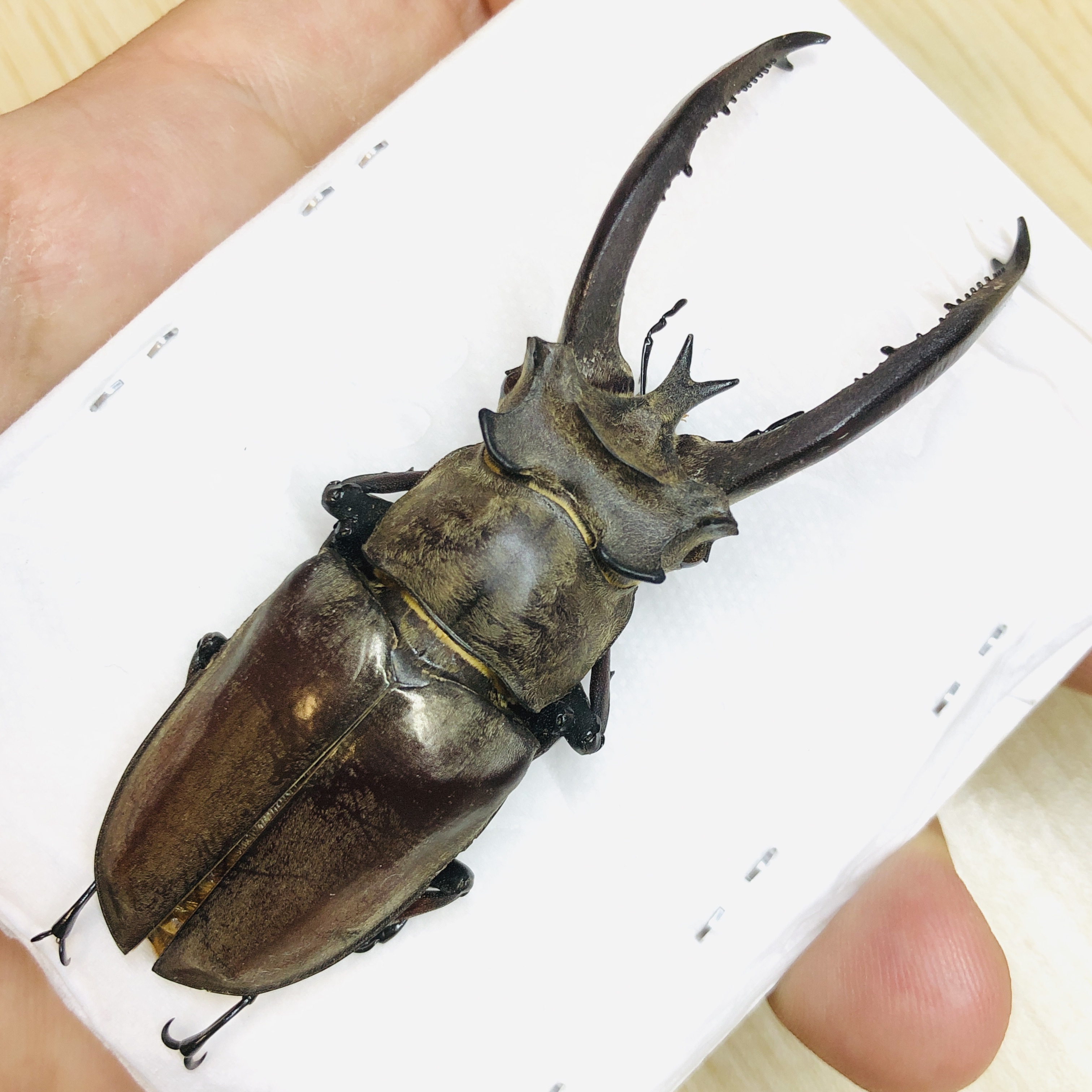 Lucanidae Lucanus planeti 86mm A1 from Honghe Yunnan No.6208