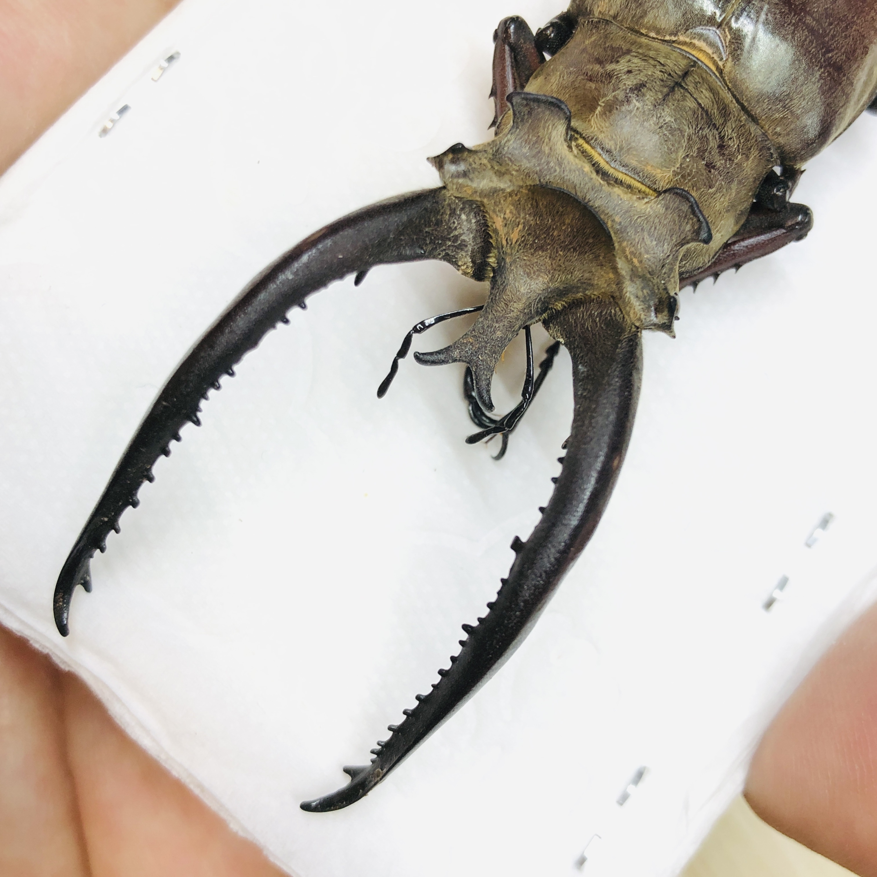 Lucanidae Lucanus planeti 85mm A1 from Honghe Yunnan No.6210