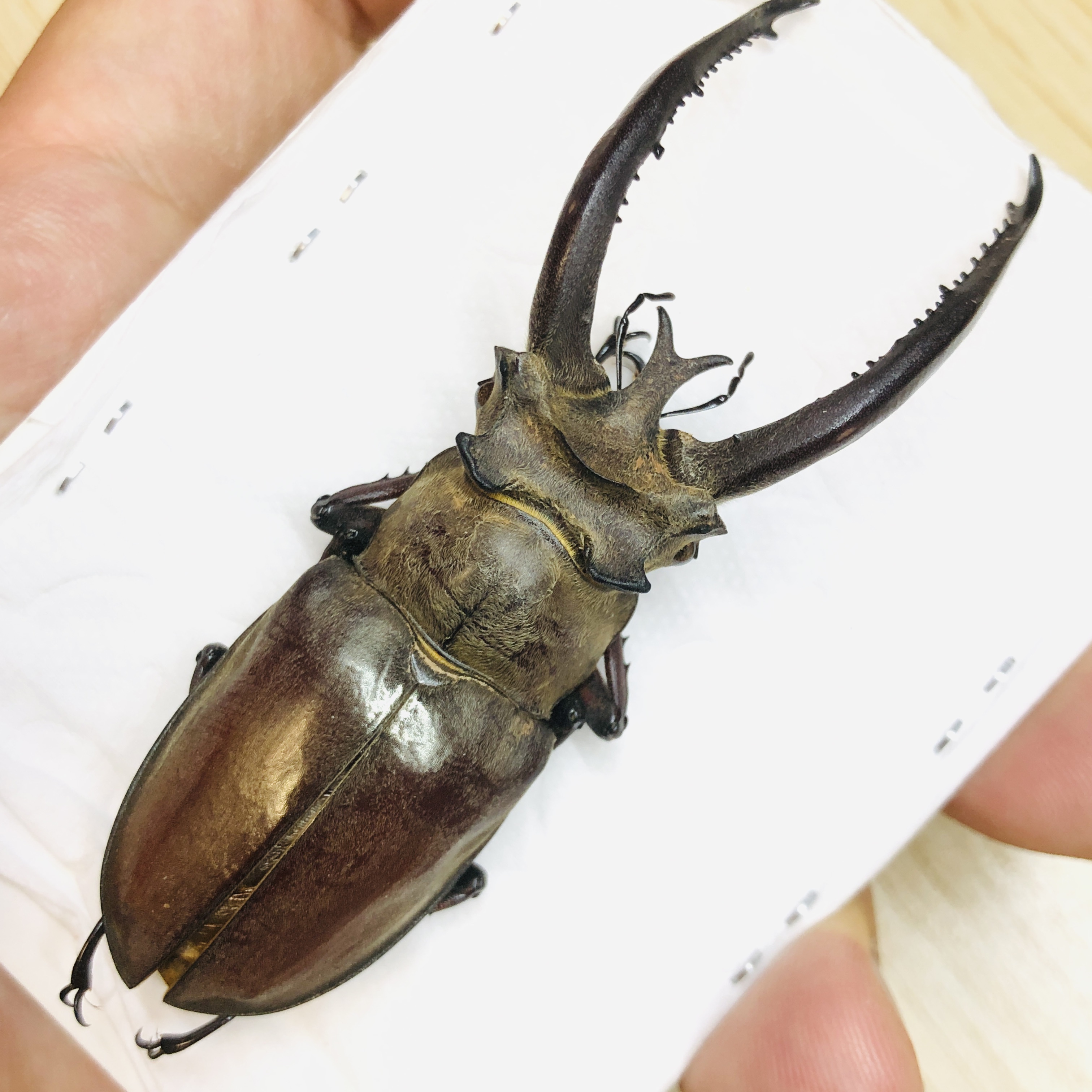 Lucanidae Lucanus planeti 85mm A1 from Honghe Yunnan No.6210