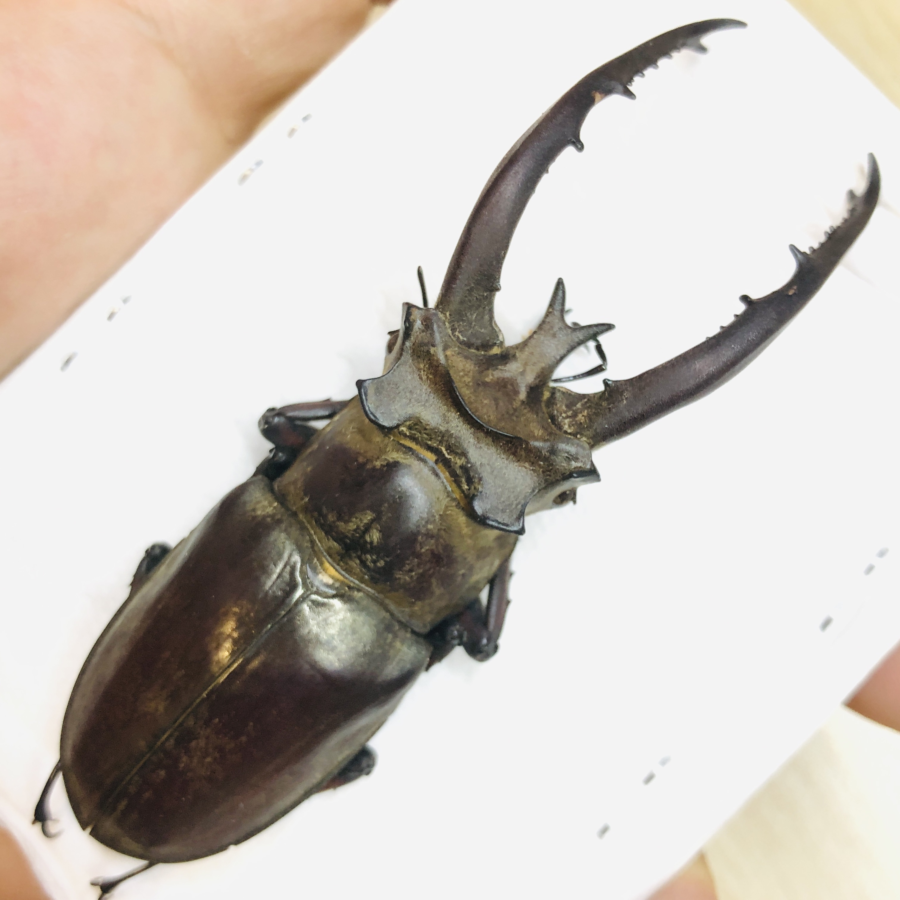 Lucanidae Lucanus planeti 83mm A1 from Honghe Yunnan No.6212