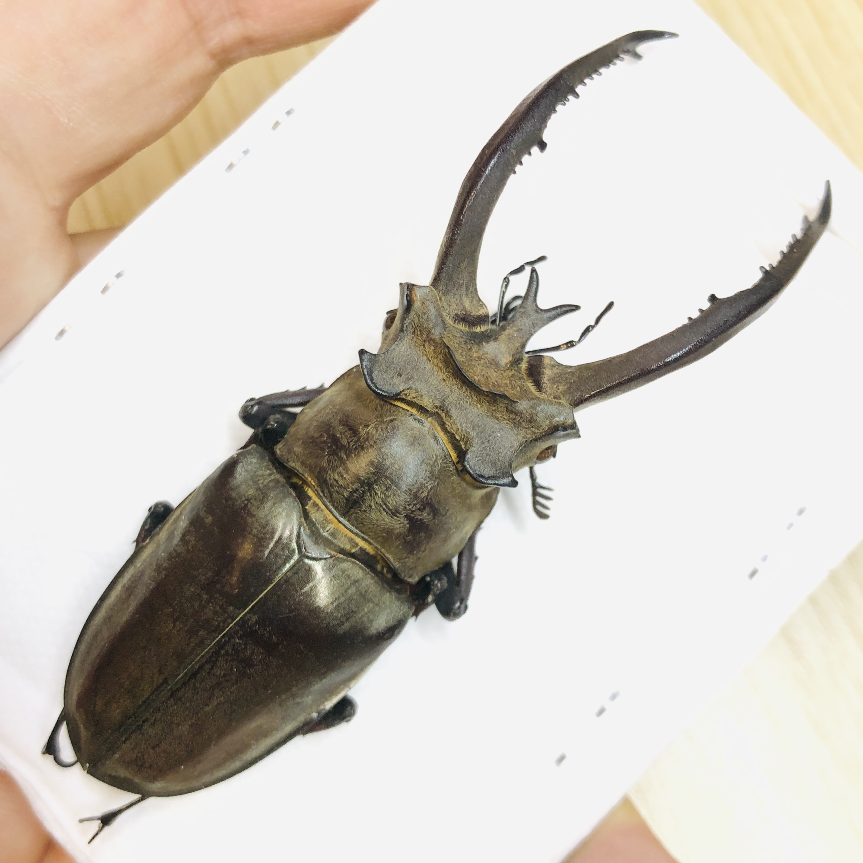 Lucanidae Lucanus planeti 85mm A1 from Honghe Yunnan No.6204