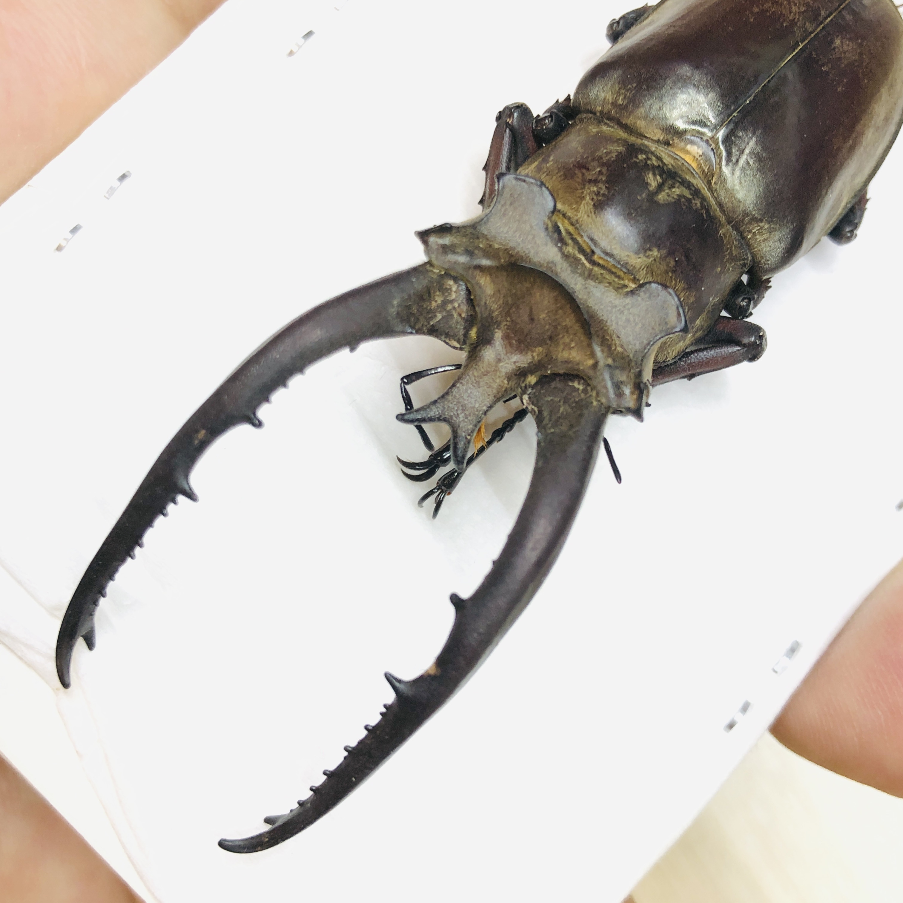 Lucanidae Lucanus planeti 83mm A1 from Honghe Yunnan No.6212