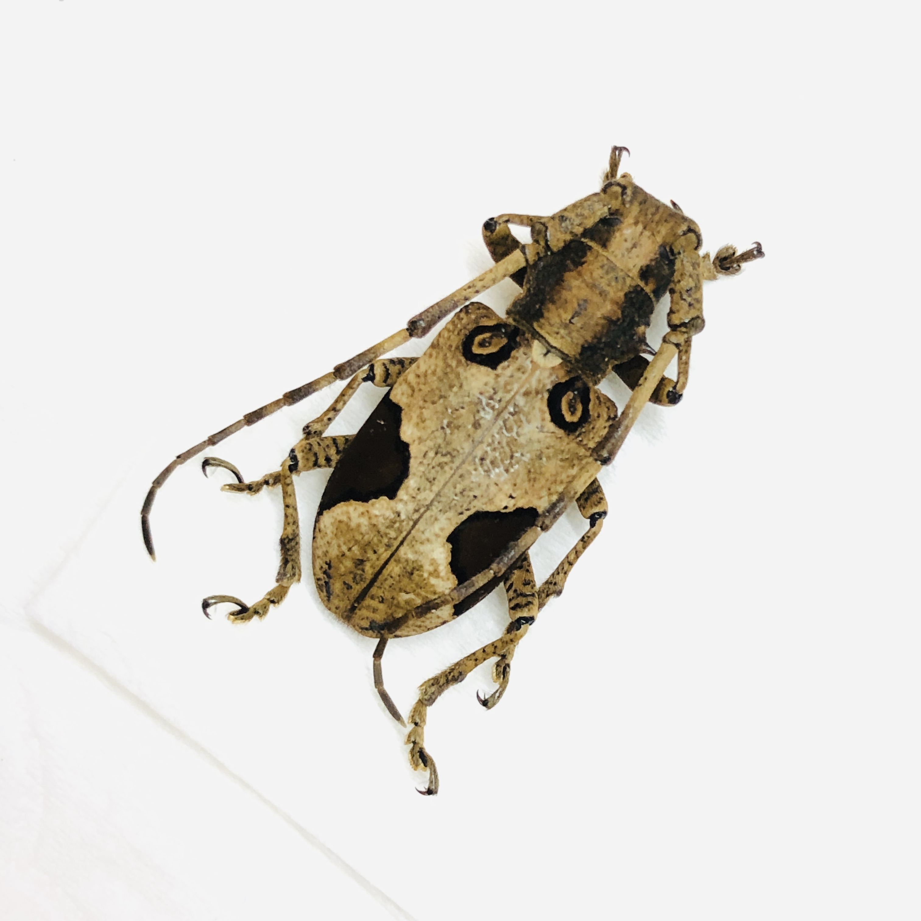 Cerambycidae Paraleprodera diophthalma from Deqing Zhejiang No.6214