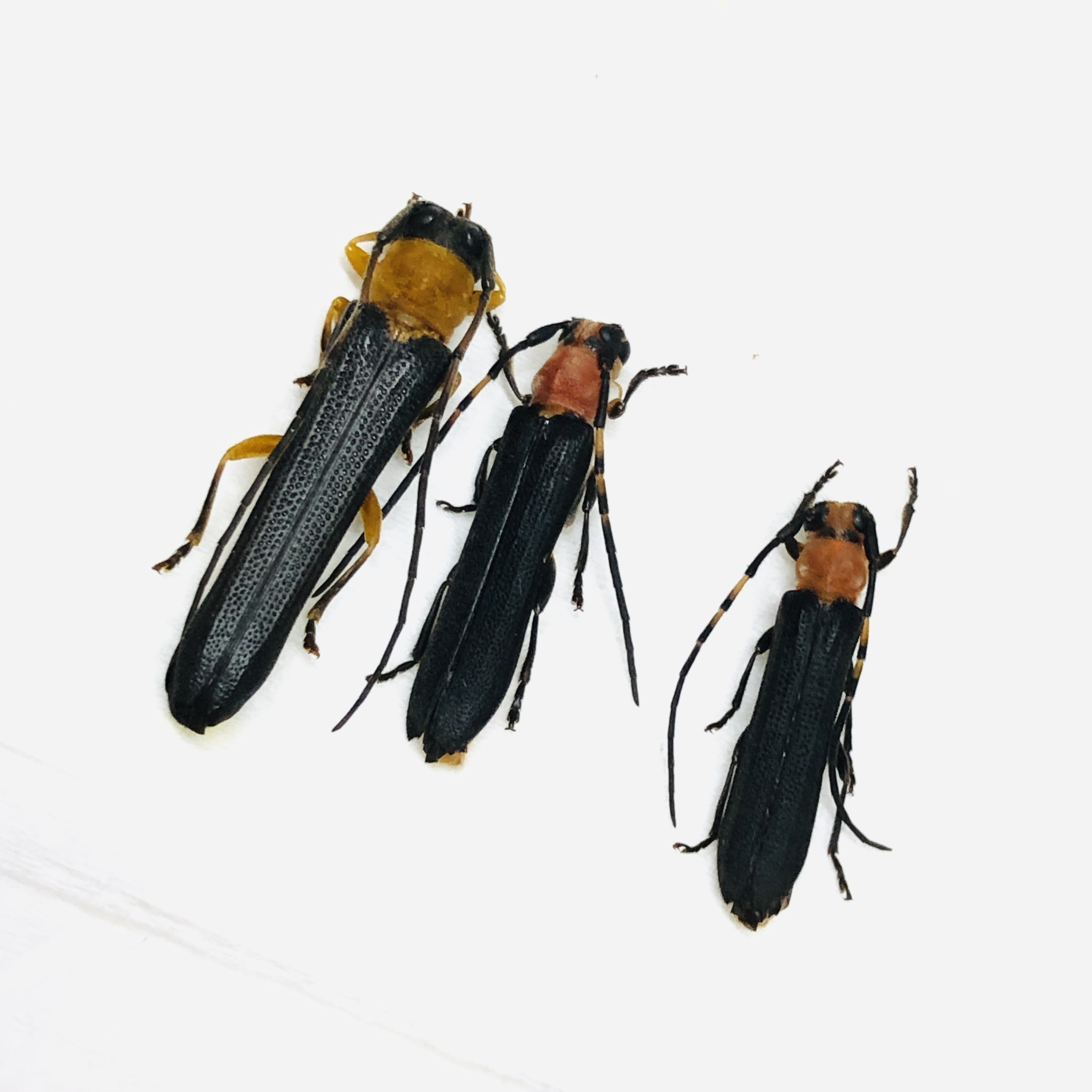 Cerambycidae sp 3pcs from Deqing Zhejiang No.6216