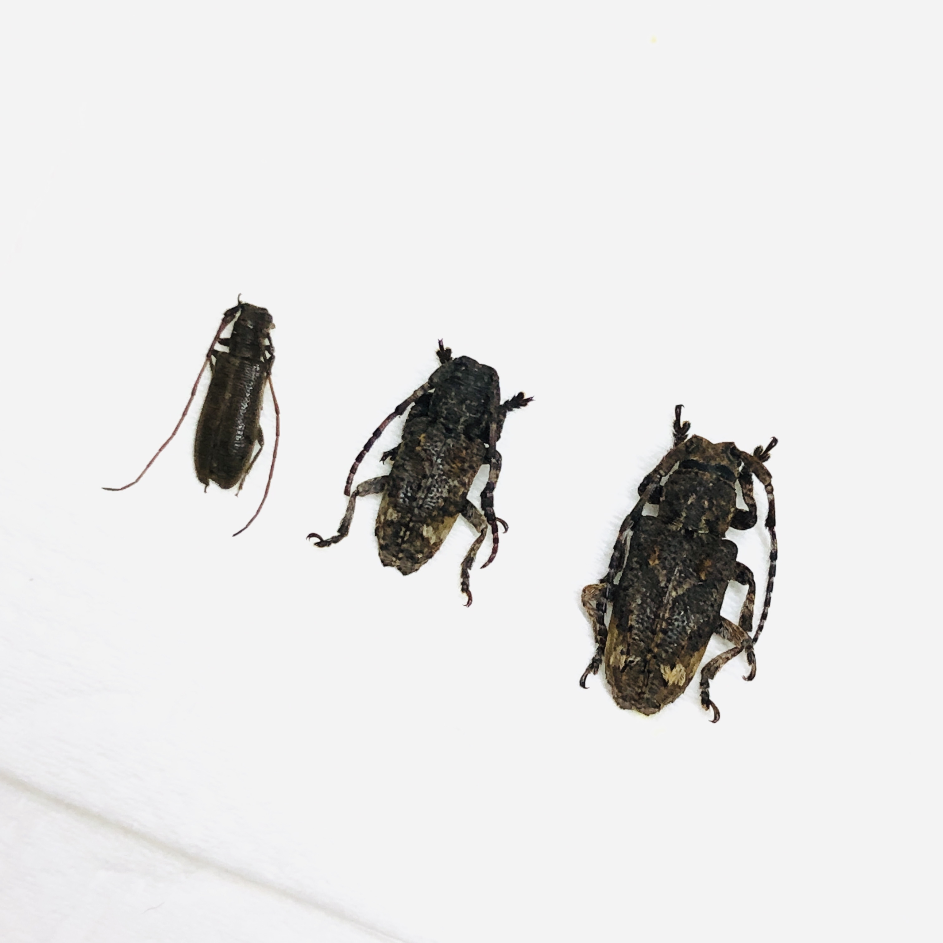 Cerambycidae sp 3pcs from Deqing Zhejiang No.6217
