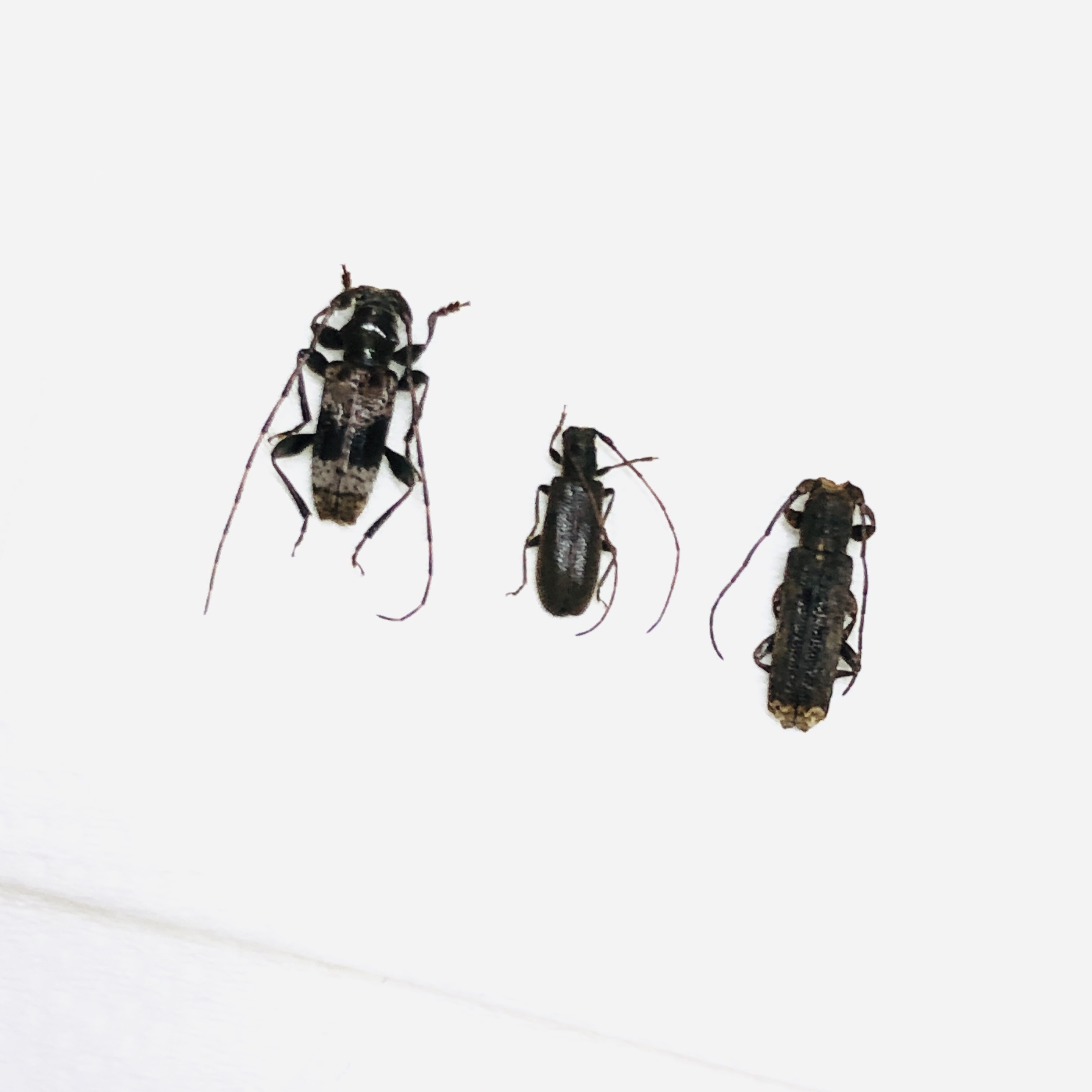 Cerambycidae sp 3pcs from Deqing Zhejiang No.6219