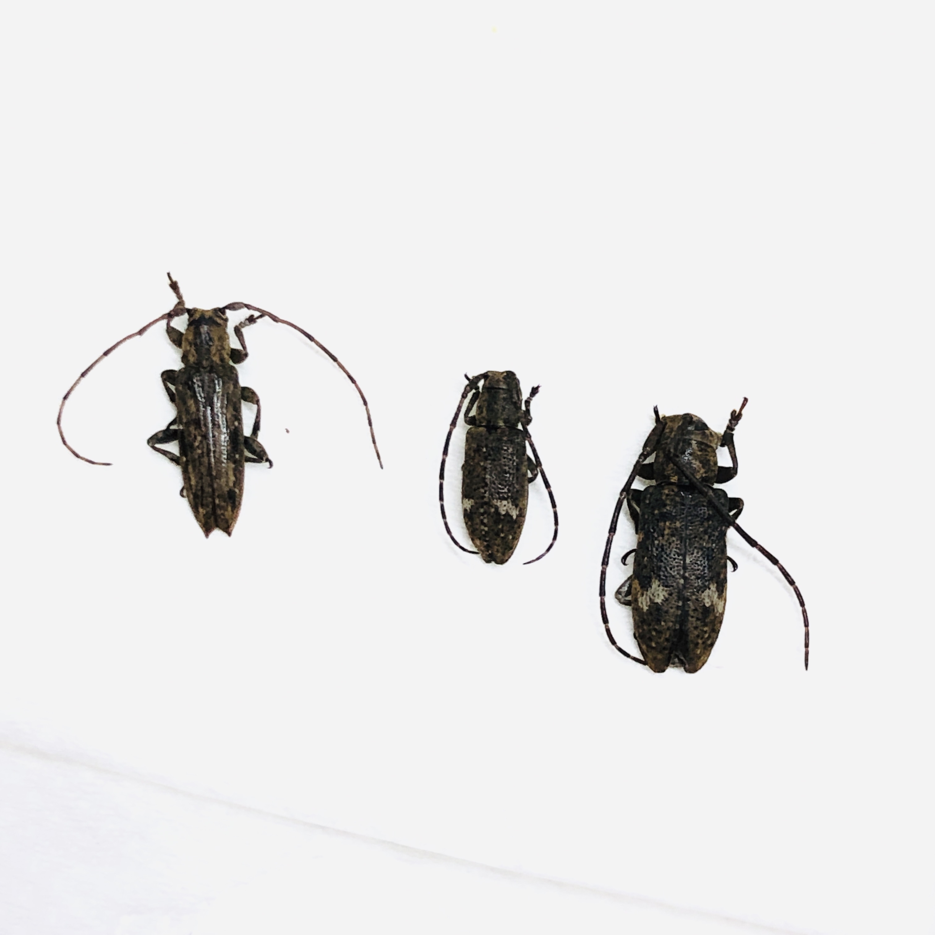 Cerambycidae sp 3pcs from Deqing Zhejiang No.6220