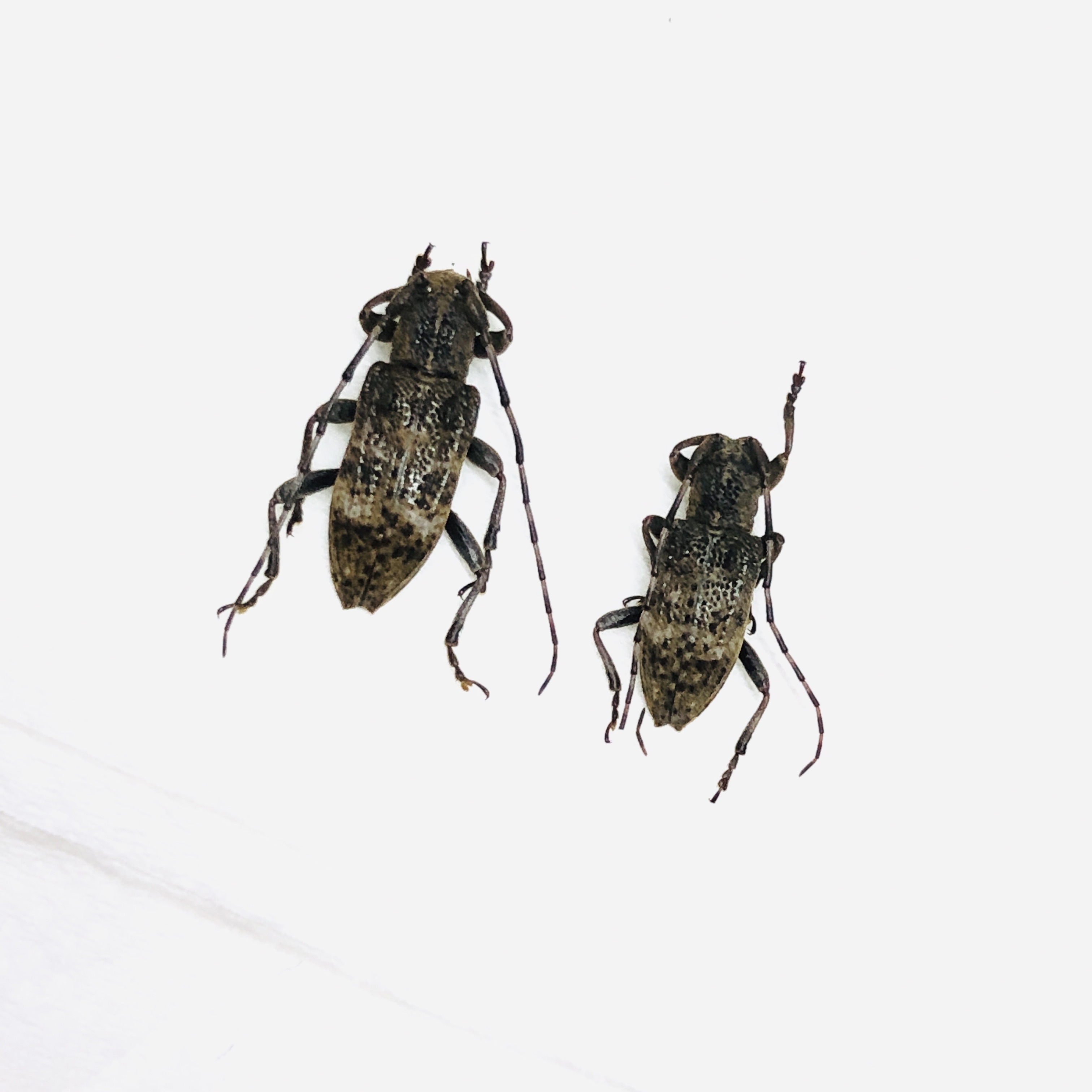 Cerambycidae sp 2pcs from Deqing Zhejiang No.6218