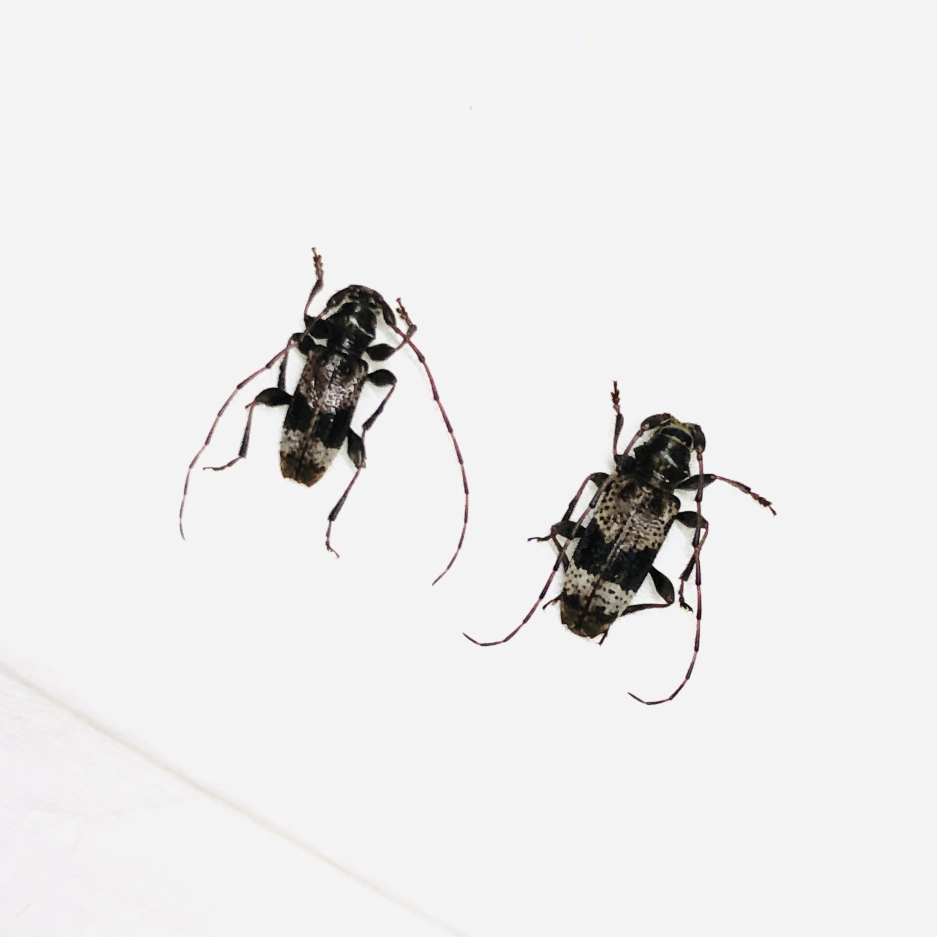 Cerambycidae sp 2pcs from Deqing Zhejiang No.6215