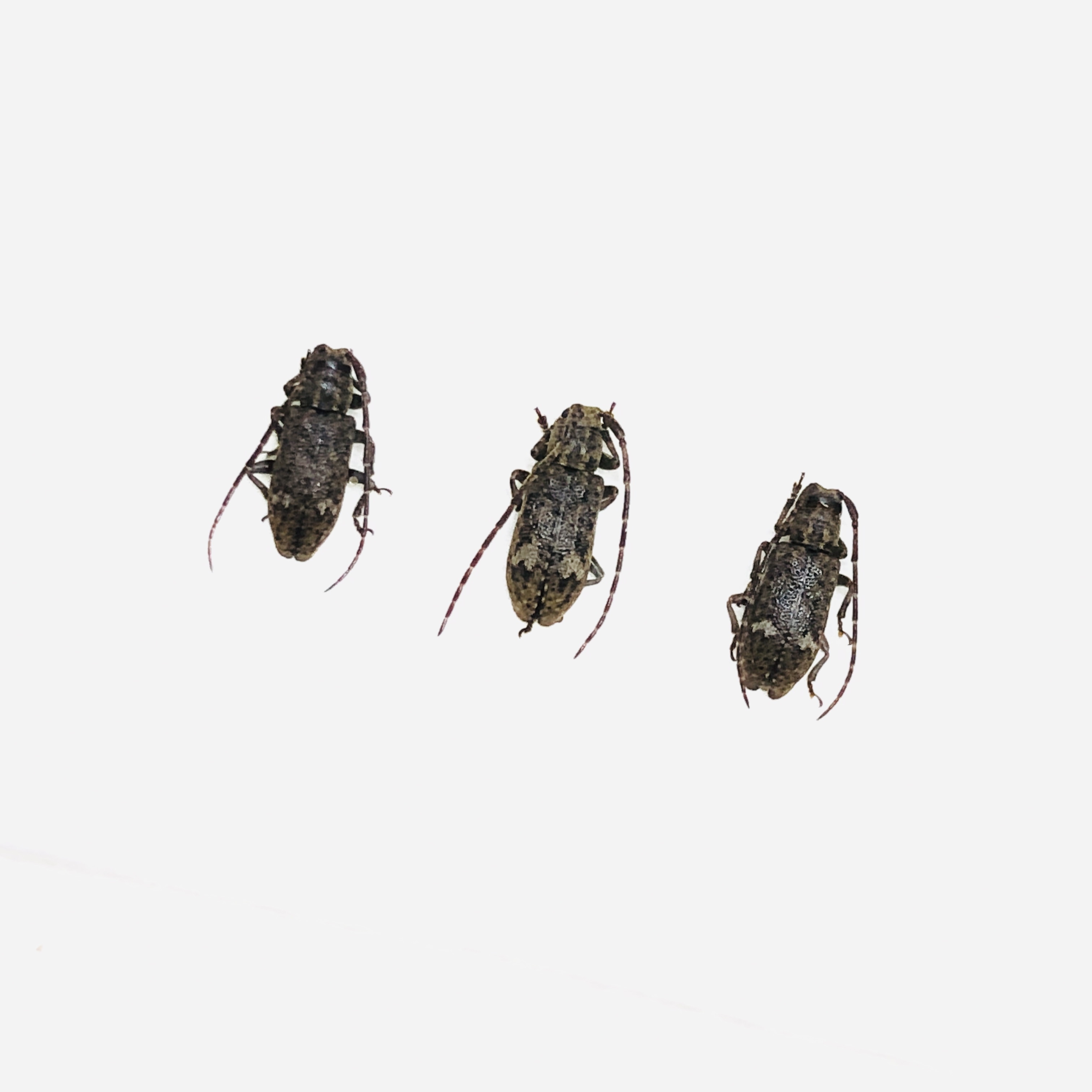 Cerambycidae sp 3pcs from Deqing Zhejiang No.6221
