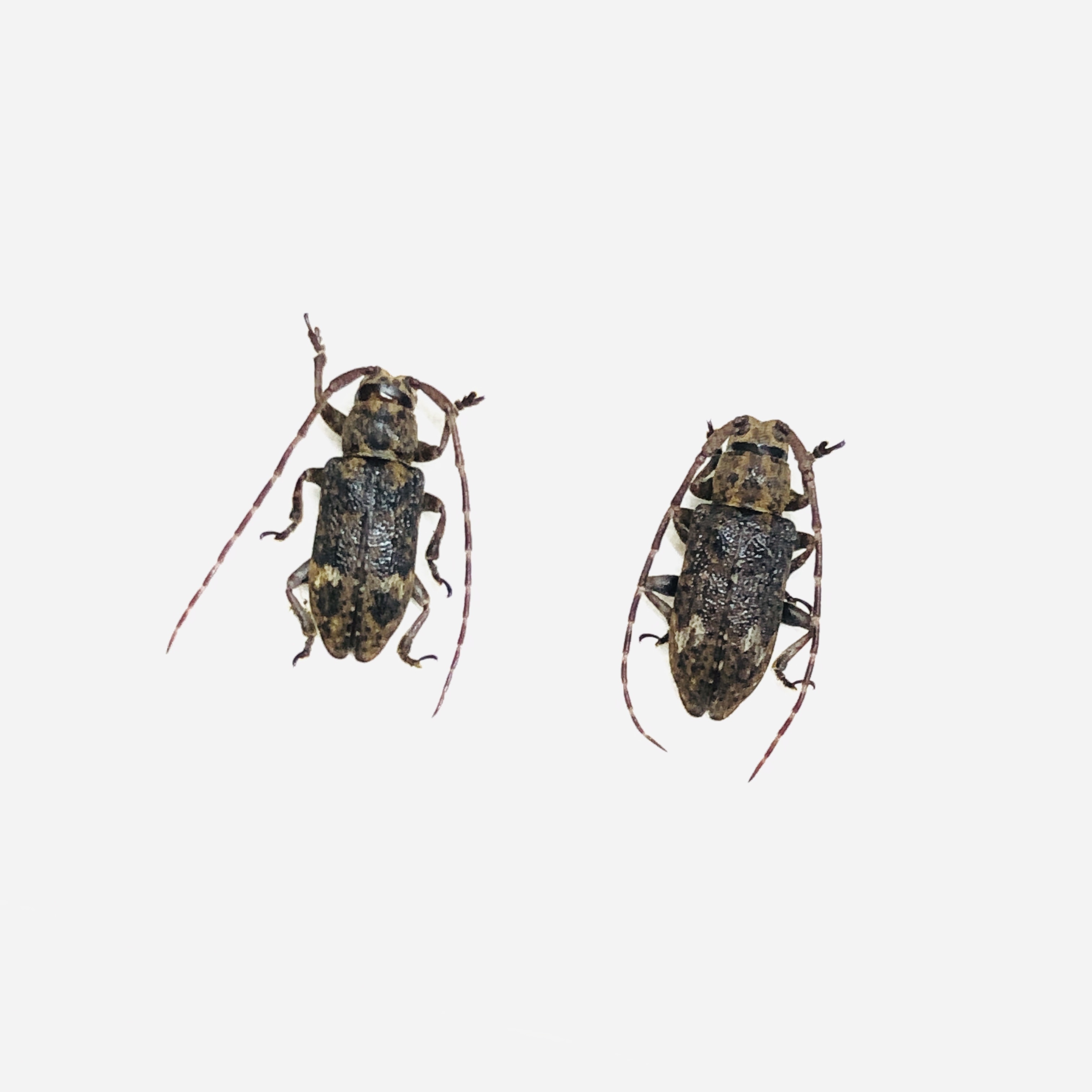 Cerambycidae sp 2pcs from Deqing Zhejiang No.6222