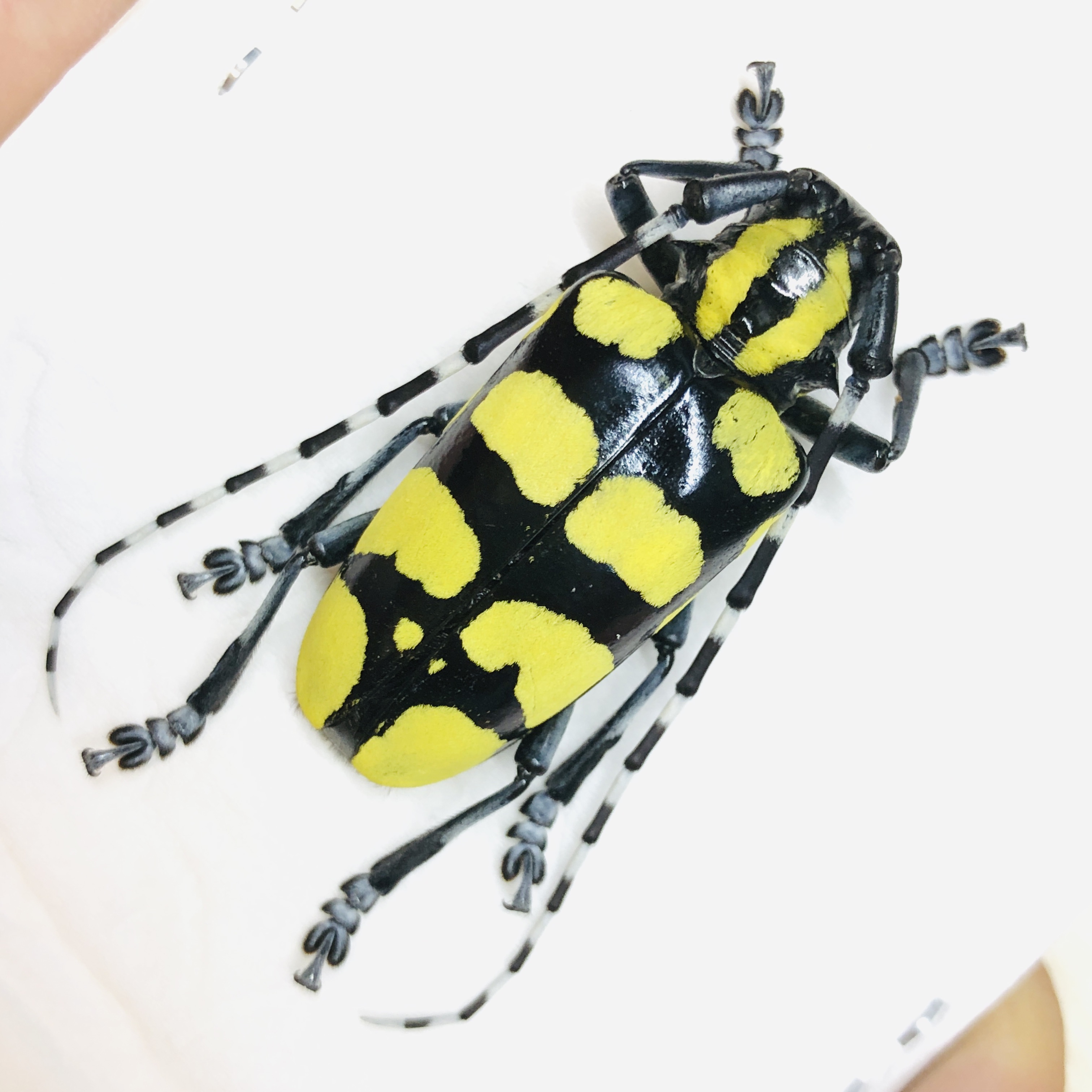 Cerambycidae Anoplophora horsfieldi 37mm A1 from Jintang Sichuan No.6232
