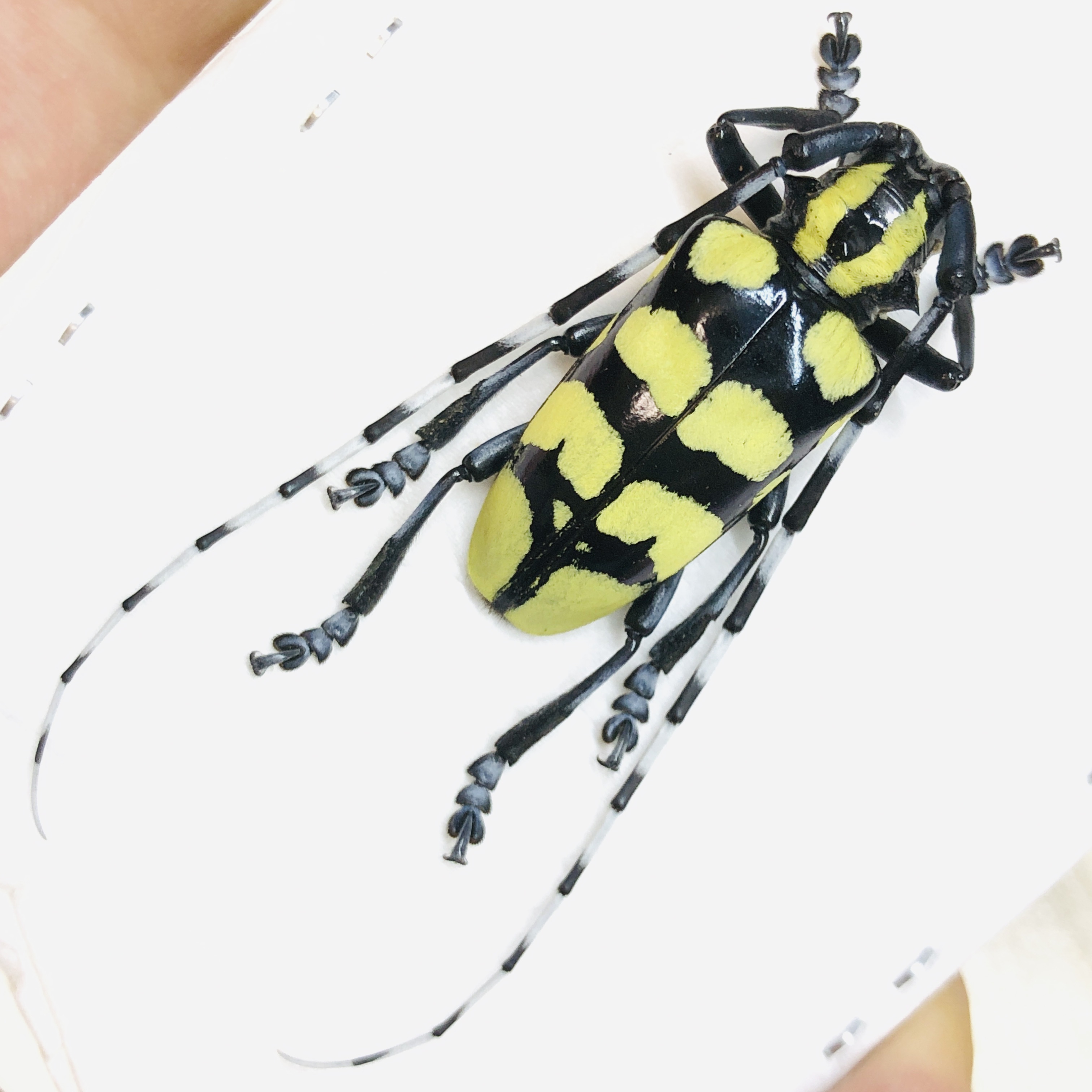 Cerambycidae Anoplophora horsfieldi 35mm A1 from Jintang Sichuan No.6231