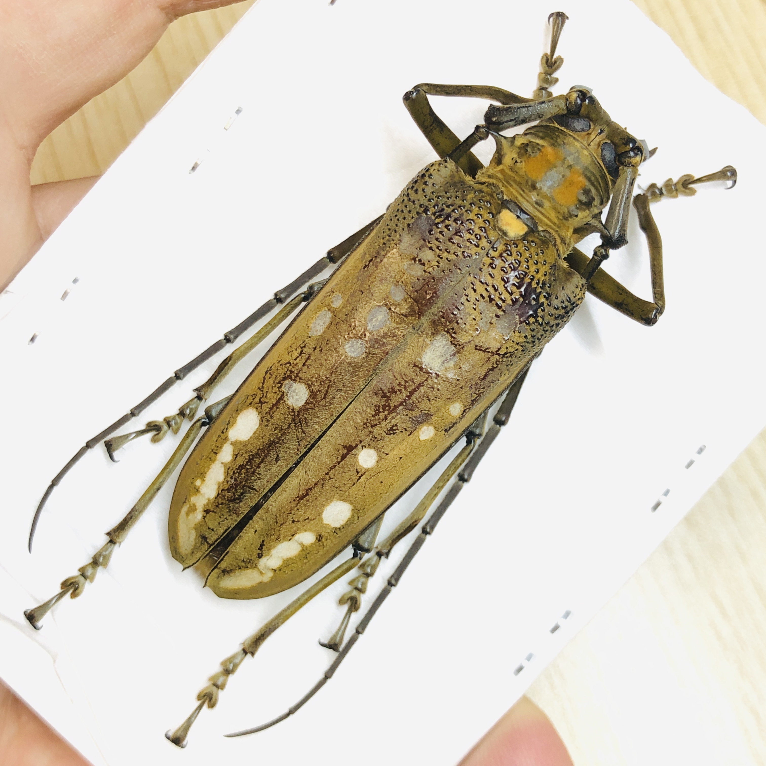 Cerambycidae Batocera sp 61mm A1 from Yingjiang Yunnan No.6227