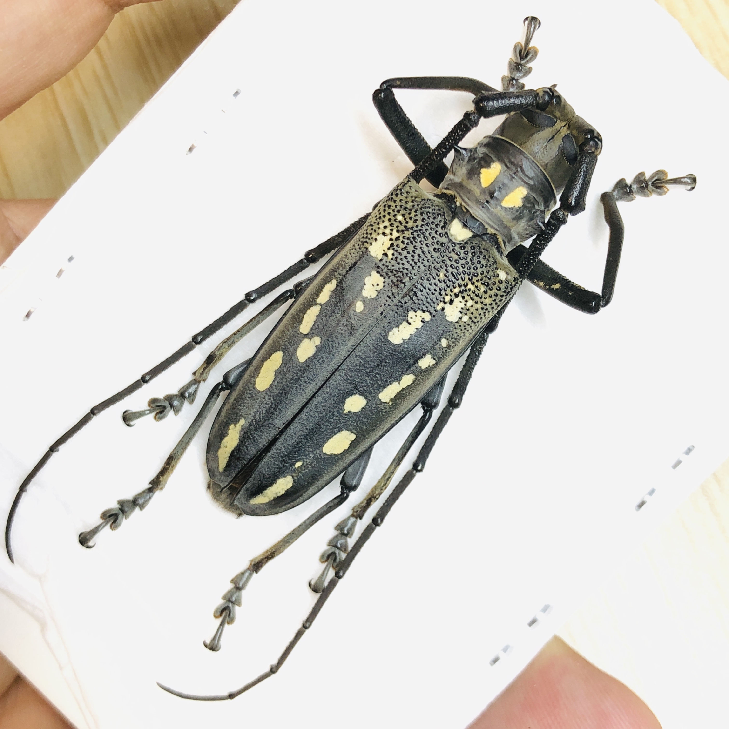 Cerambycidae Batocera sp 52mm A1 from Yuexi Anhui No.6230