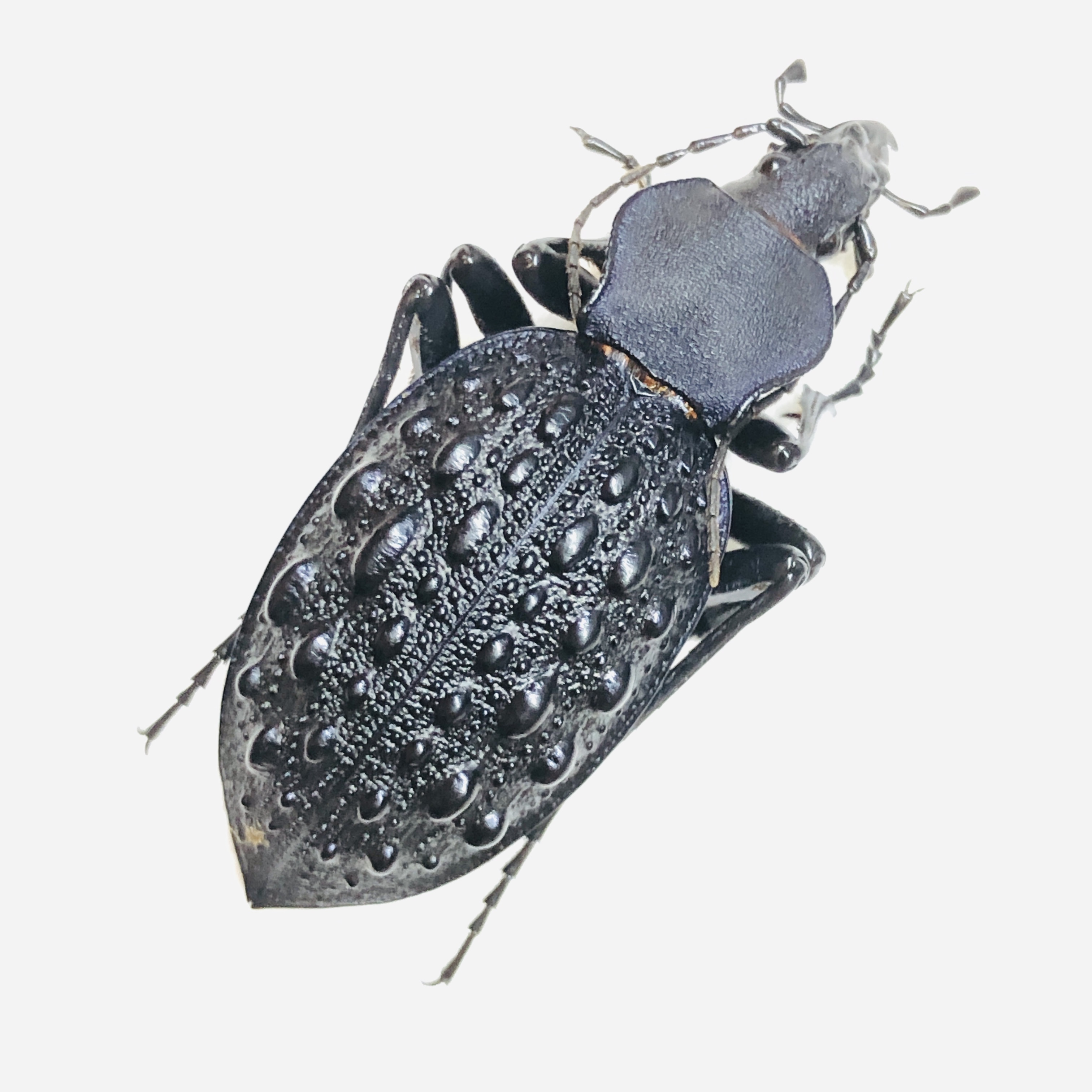 Carabidae Carabus (Coptolabrus) sp 36mm A1 from Liupanshui Guizhou No.6224
