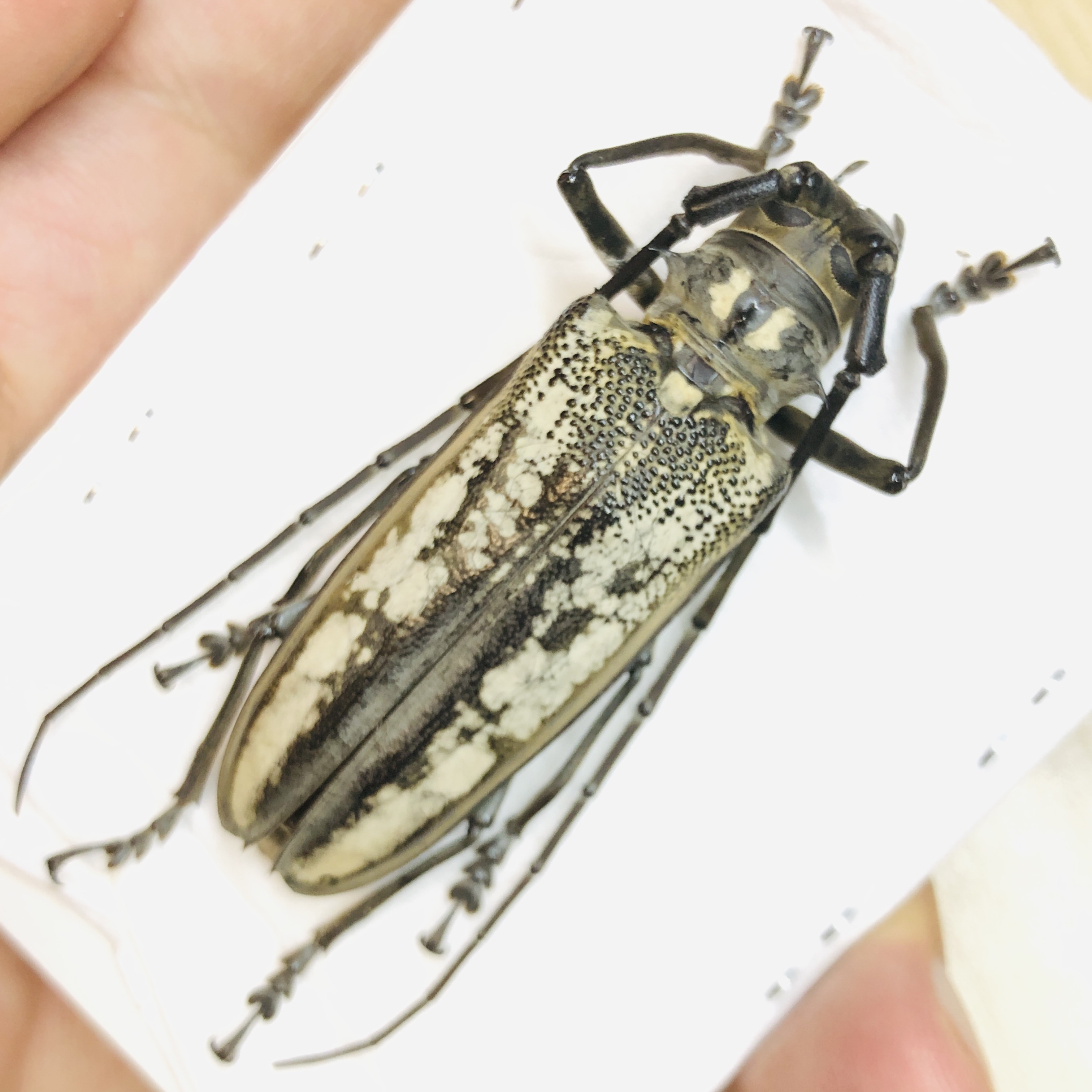 Cerambycidae Batocera horsfieldi 60mm A1 from Yingjiang Yunnan No.6228