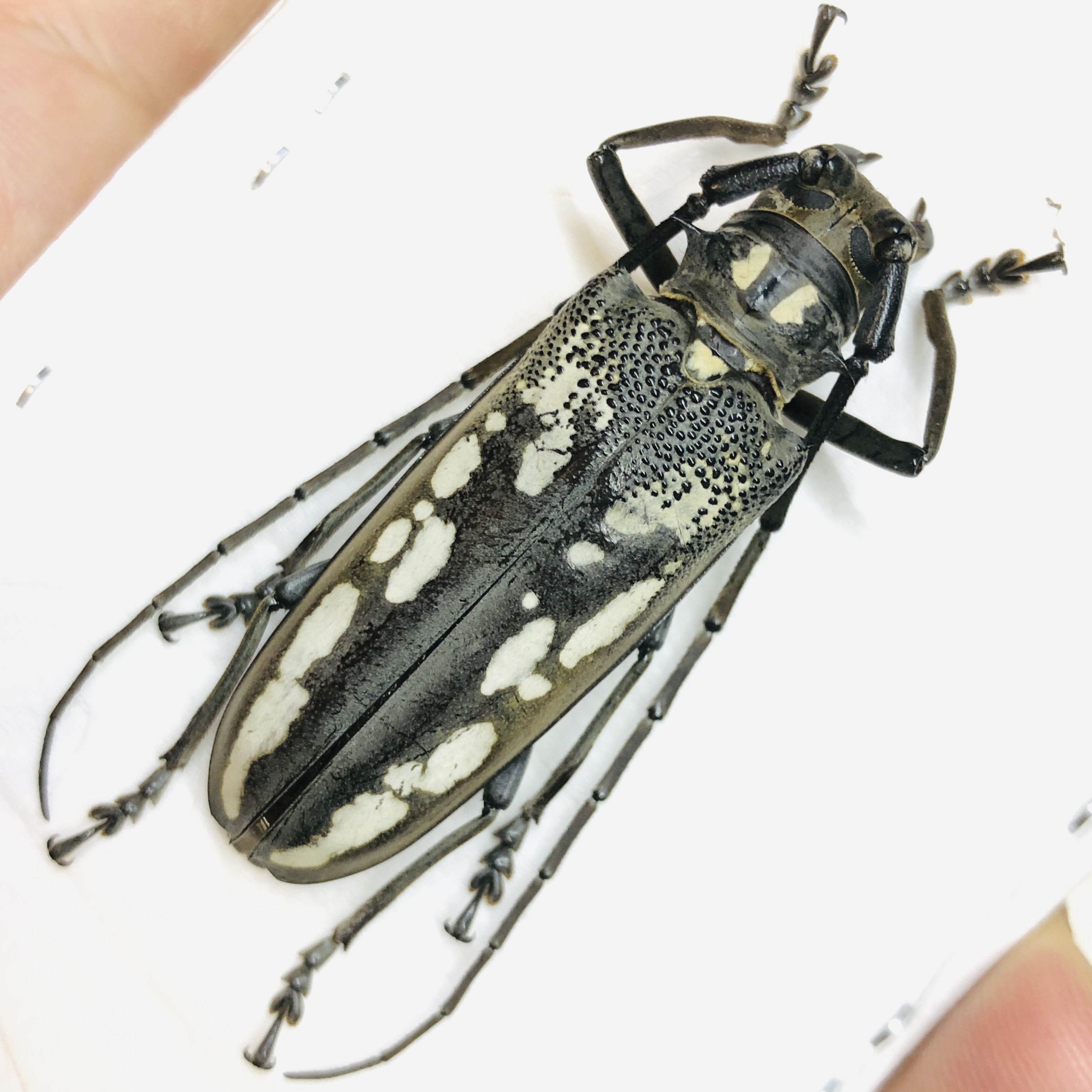 Cerambycidae Batocera horsfieldi 50mm A1 from Yingjiang Yunnan No.6229