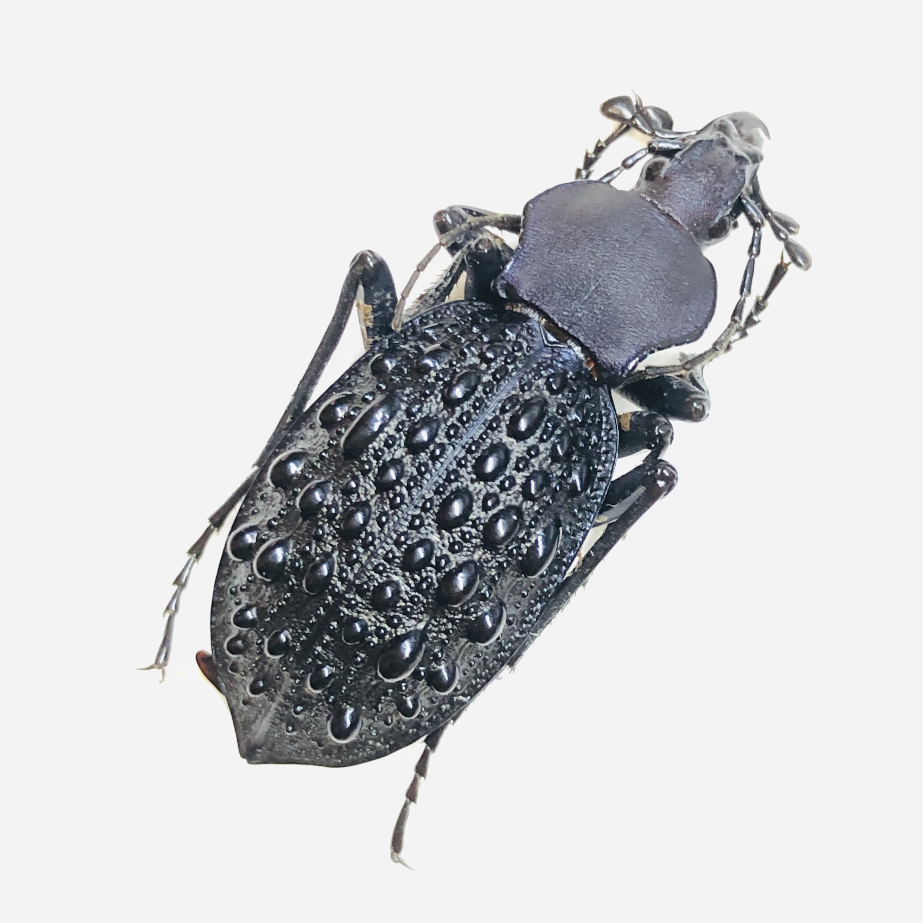 Carabidae Carabus (Coptolabrus) sp 34mm A1 from Liupanshui Guizhou No.6225