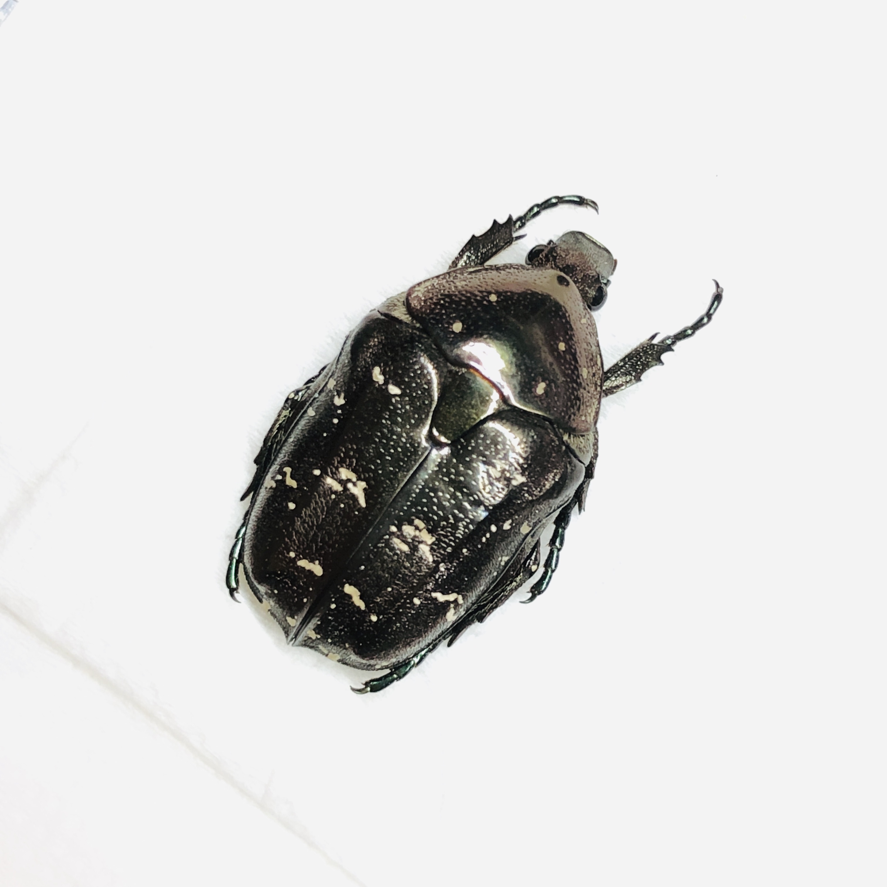 Cetoniidae Protaetia sp 21mm A1 from Huzhou Zhejiang No.6234