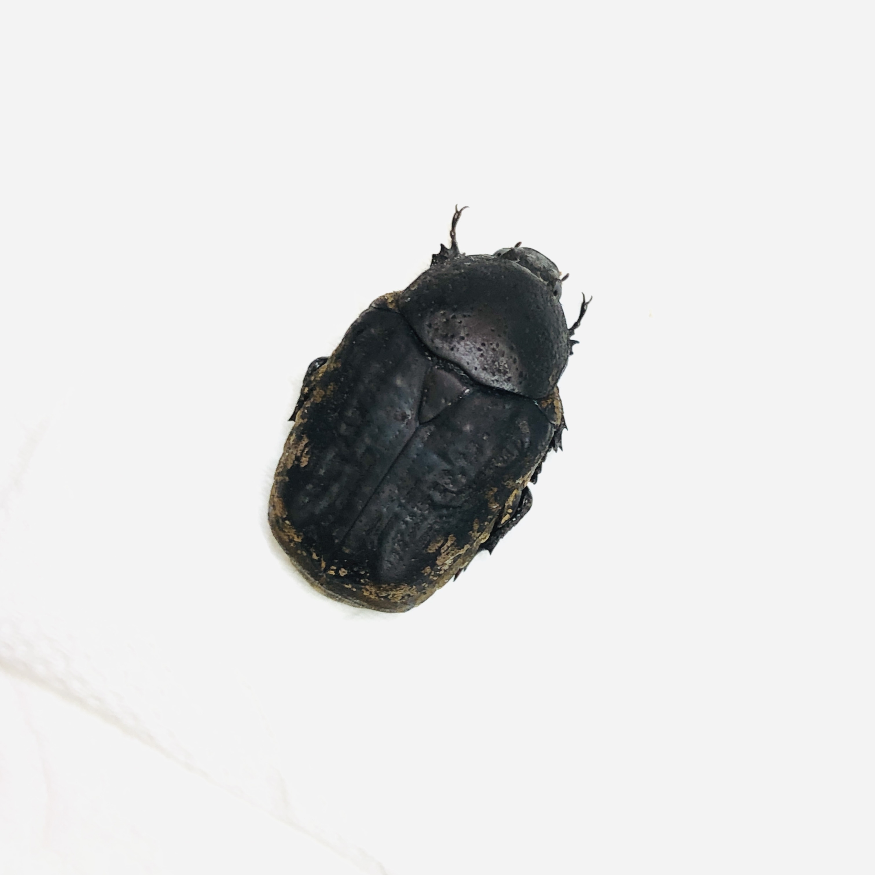 Cetoniidae Anthracophora sp 17mm A1 from Huzhou Zhejiang No.6235