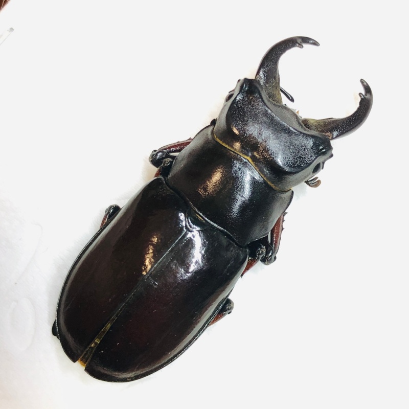 Lucanidae Lucanus imitator 42mm from Rikaze Tibet A1 No.6269