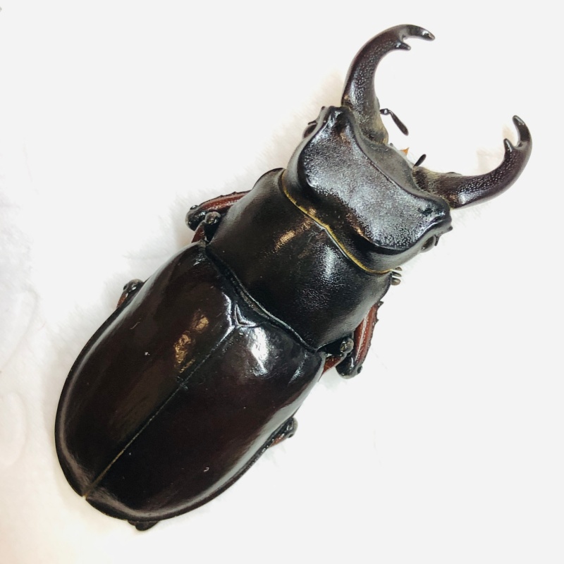 Lucanidae Lucanus imitator 43mm from Rikaze Tibet A1 No.6272
