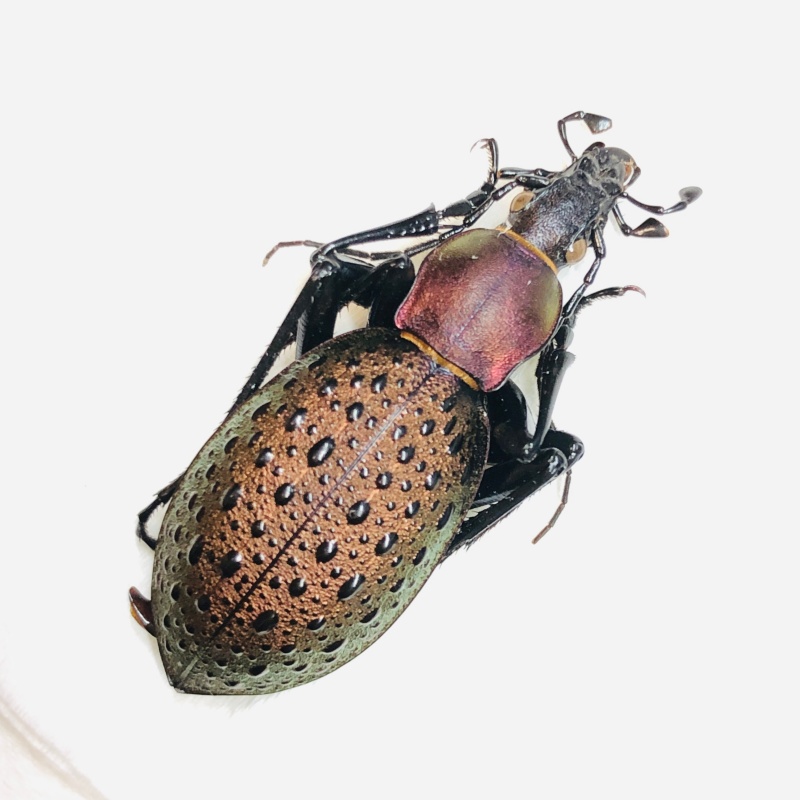 Carabidae Carabus (Coptolabrus) formosus ssp 31mm A1 from Wenxian Gansu No.6268